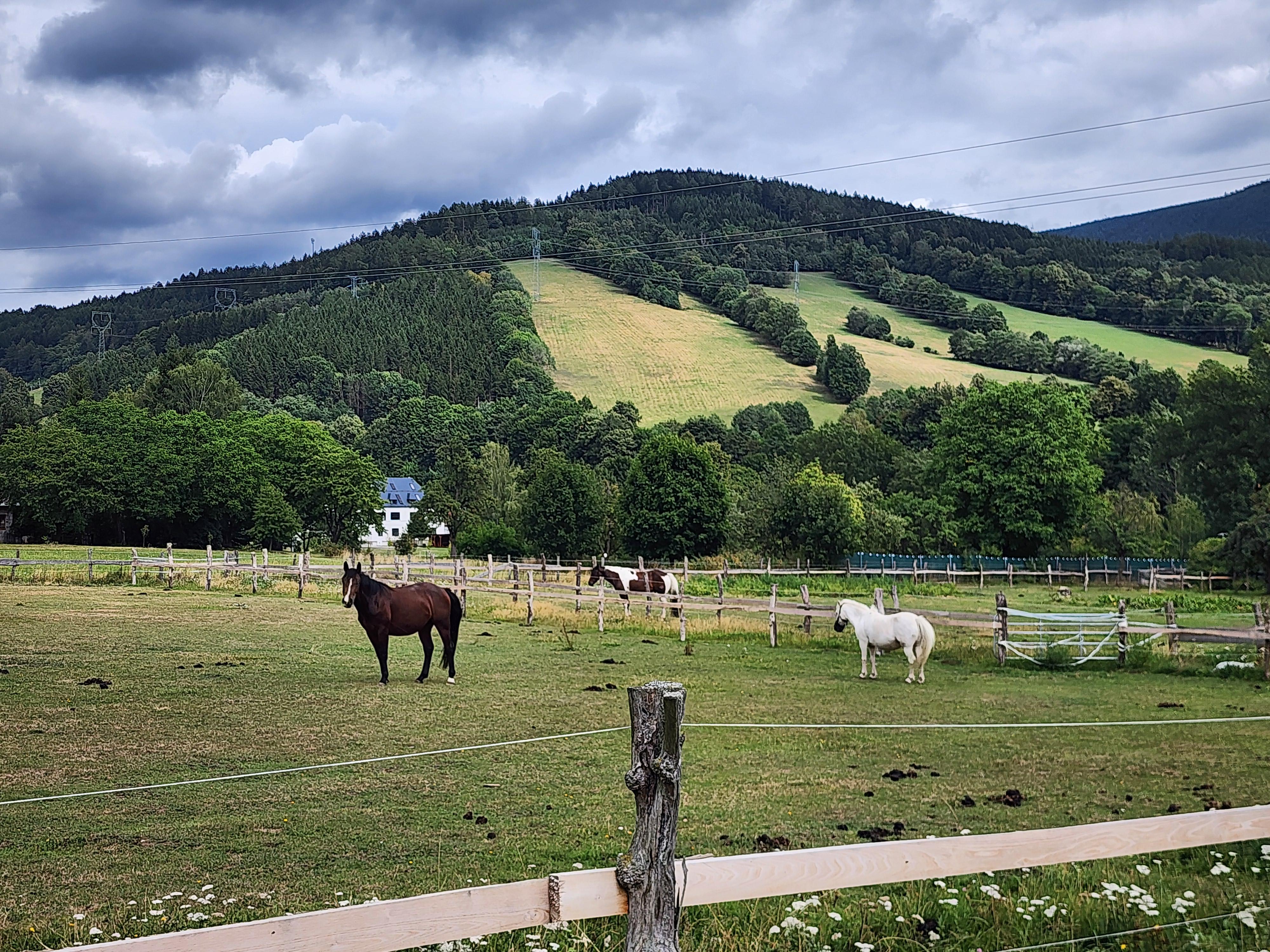 Ranč Mustang foto 6