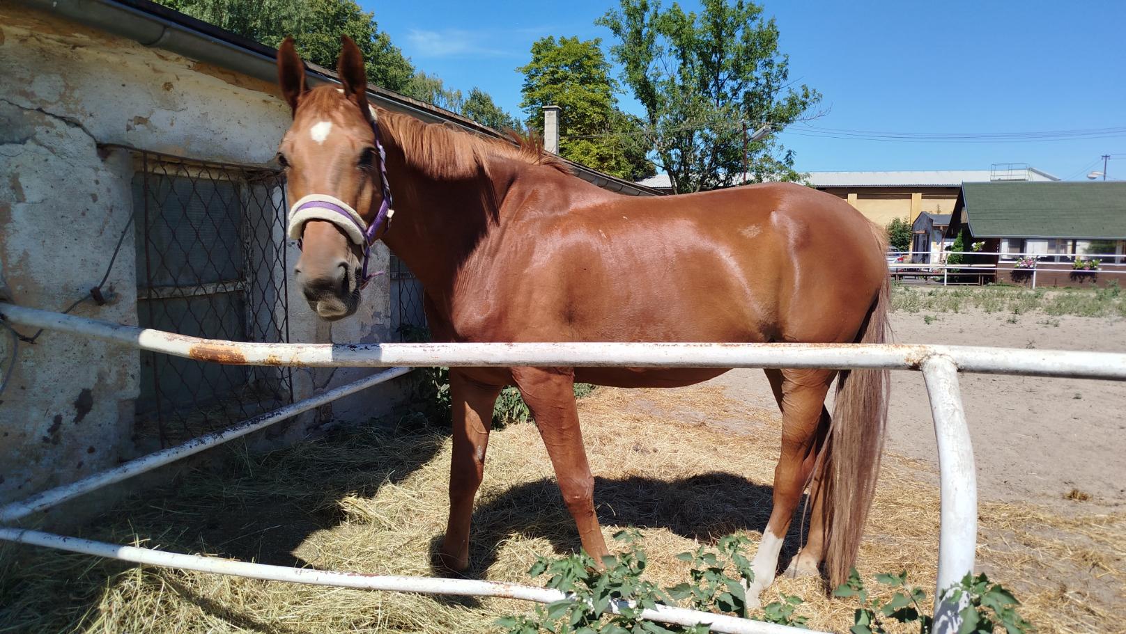 Jezdecký oddíl Stáj Václav foto 3