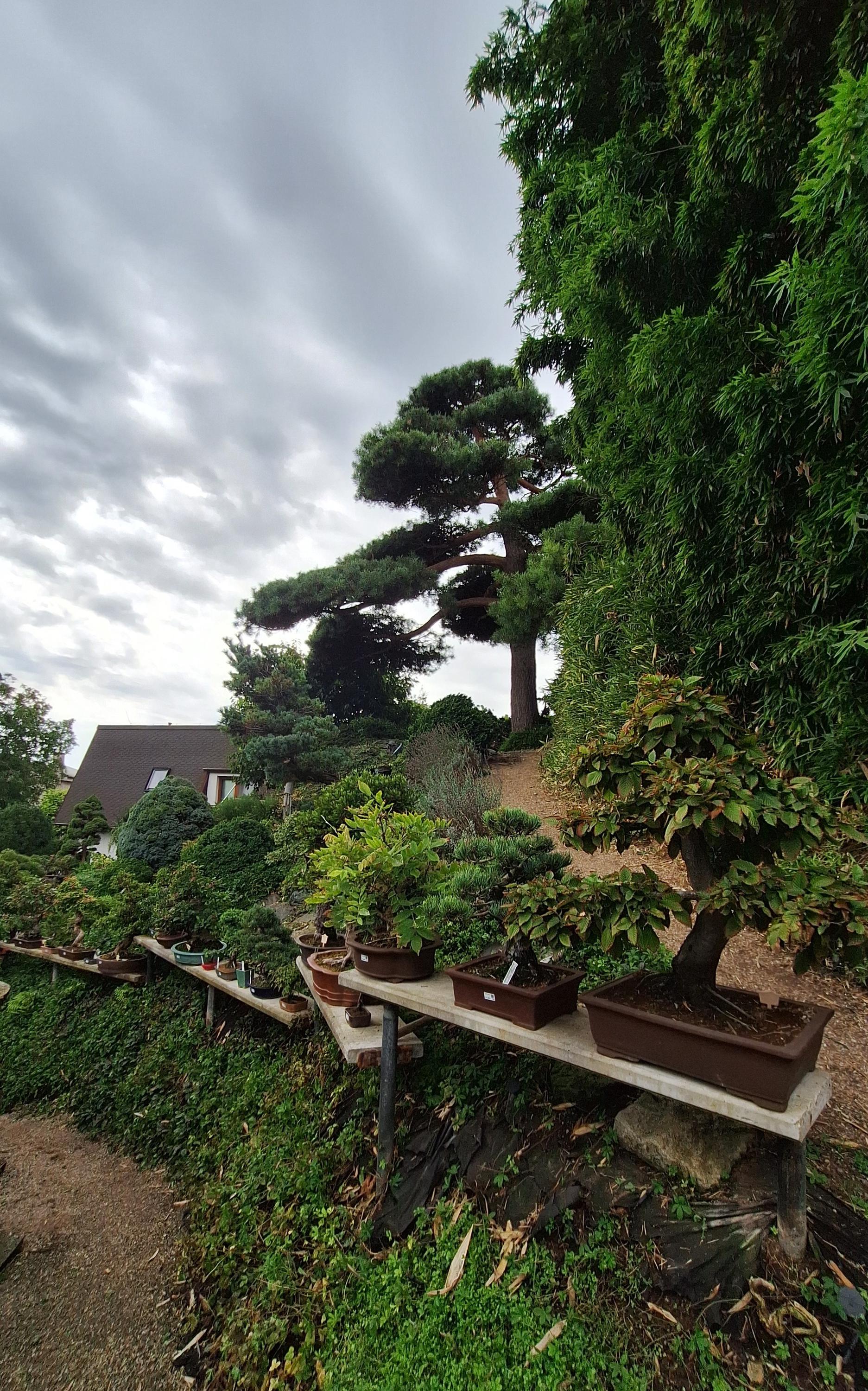 Bonsai centrum Libčany foto 4