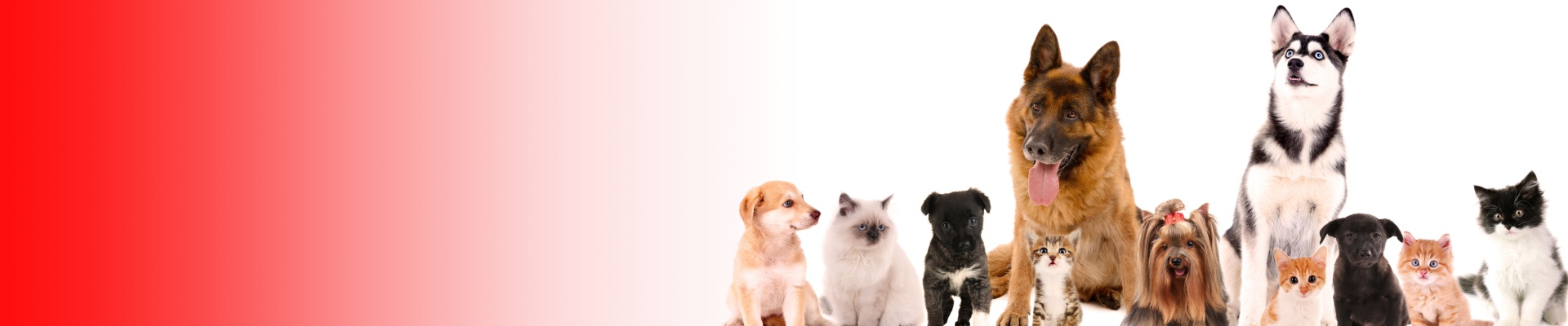Cover image Petlando.cz