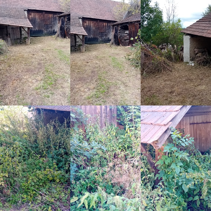 BezDžungle foto 4