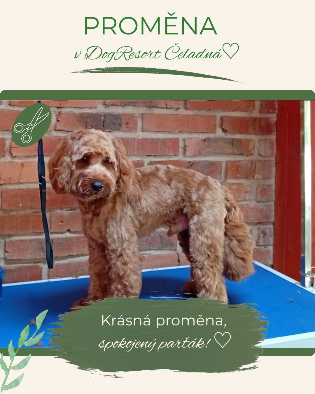 DogResort Čeladná foto 6