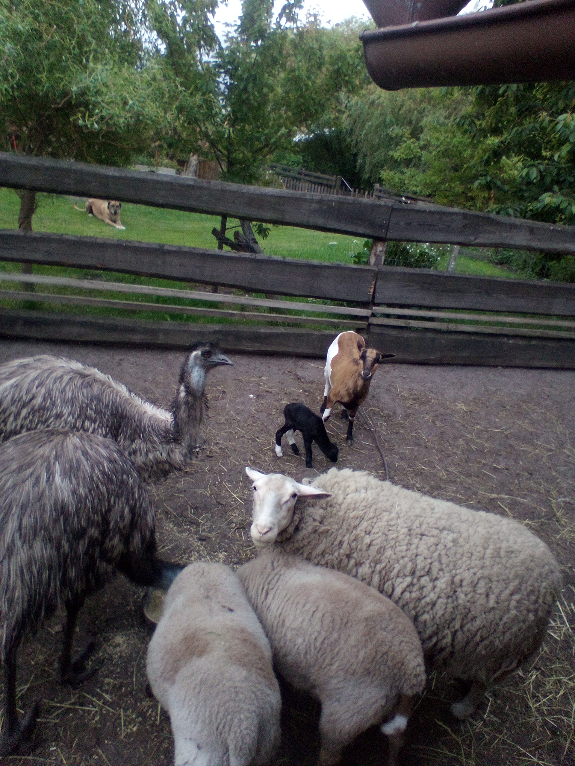 Farma Paner foto 6