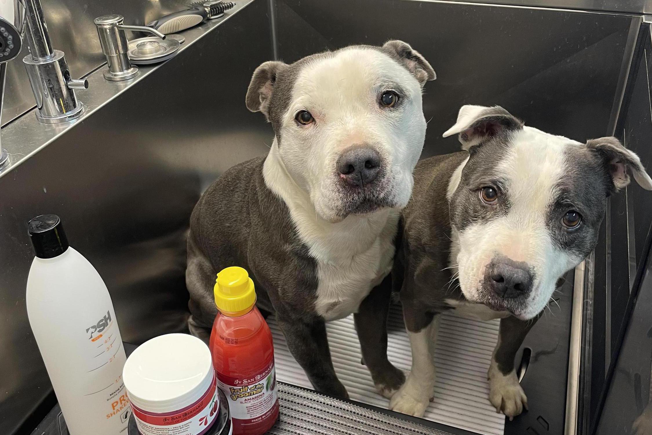 Lulu Dog & Cat Spa
