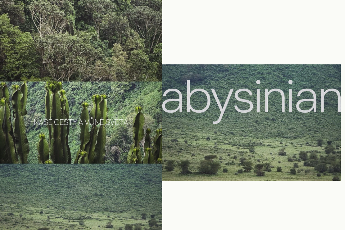 Abysinian.cz