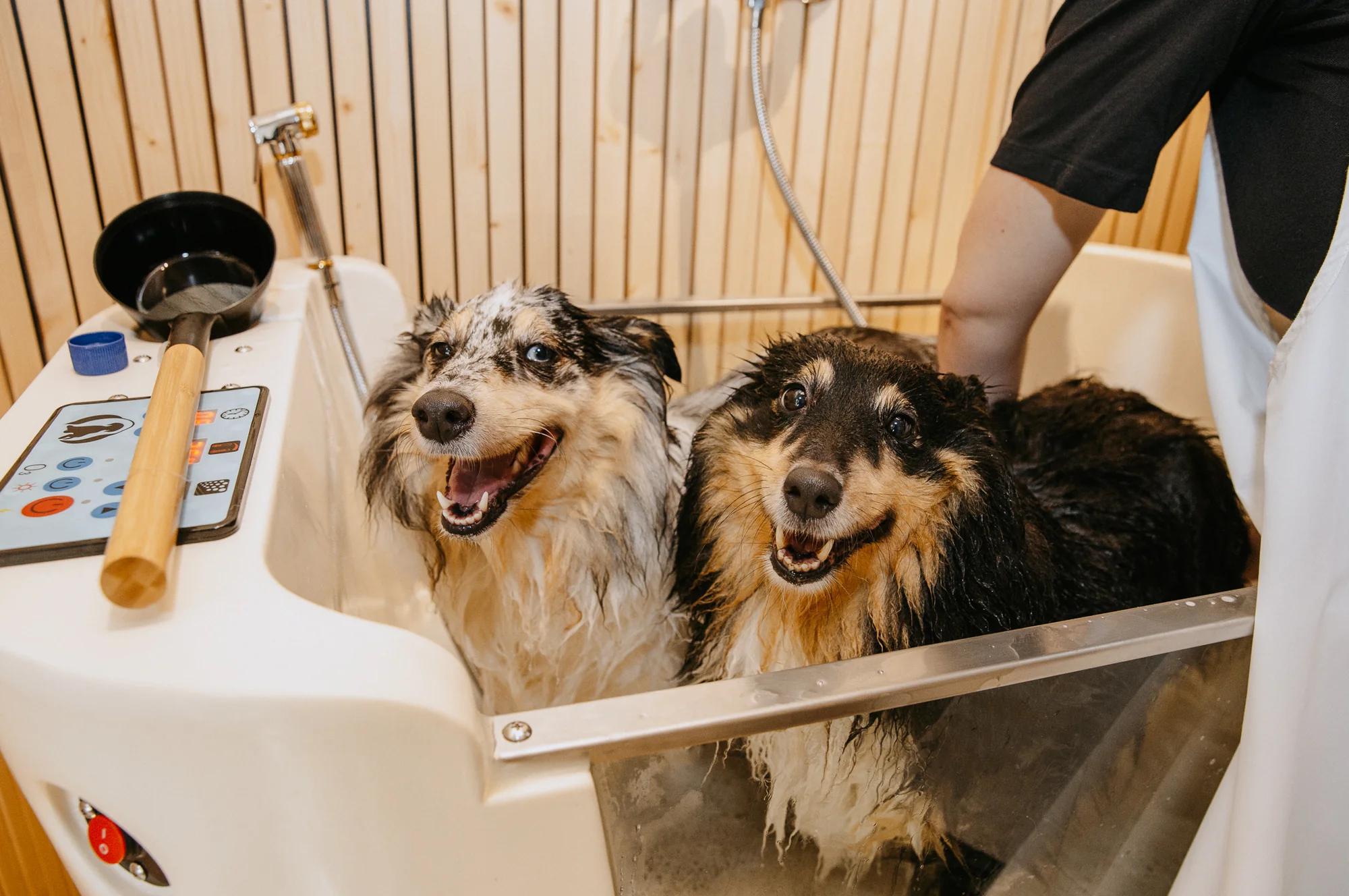 Dog Spa