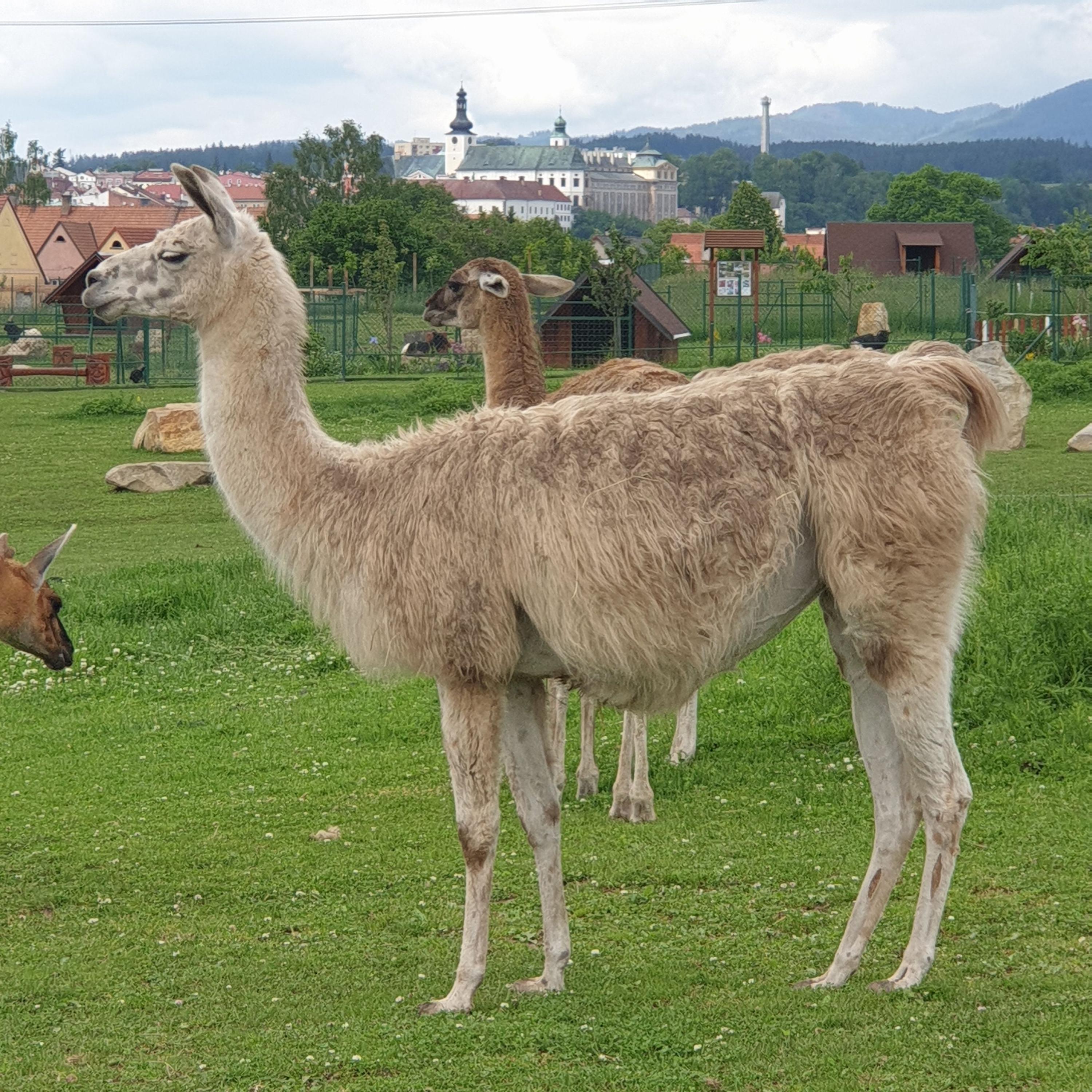 FARMA WENET BROUMOV foto 6
