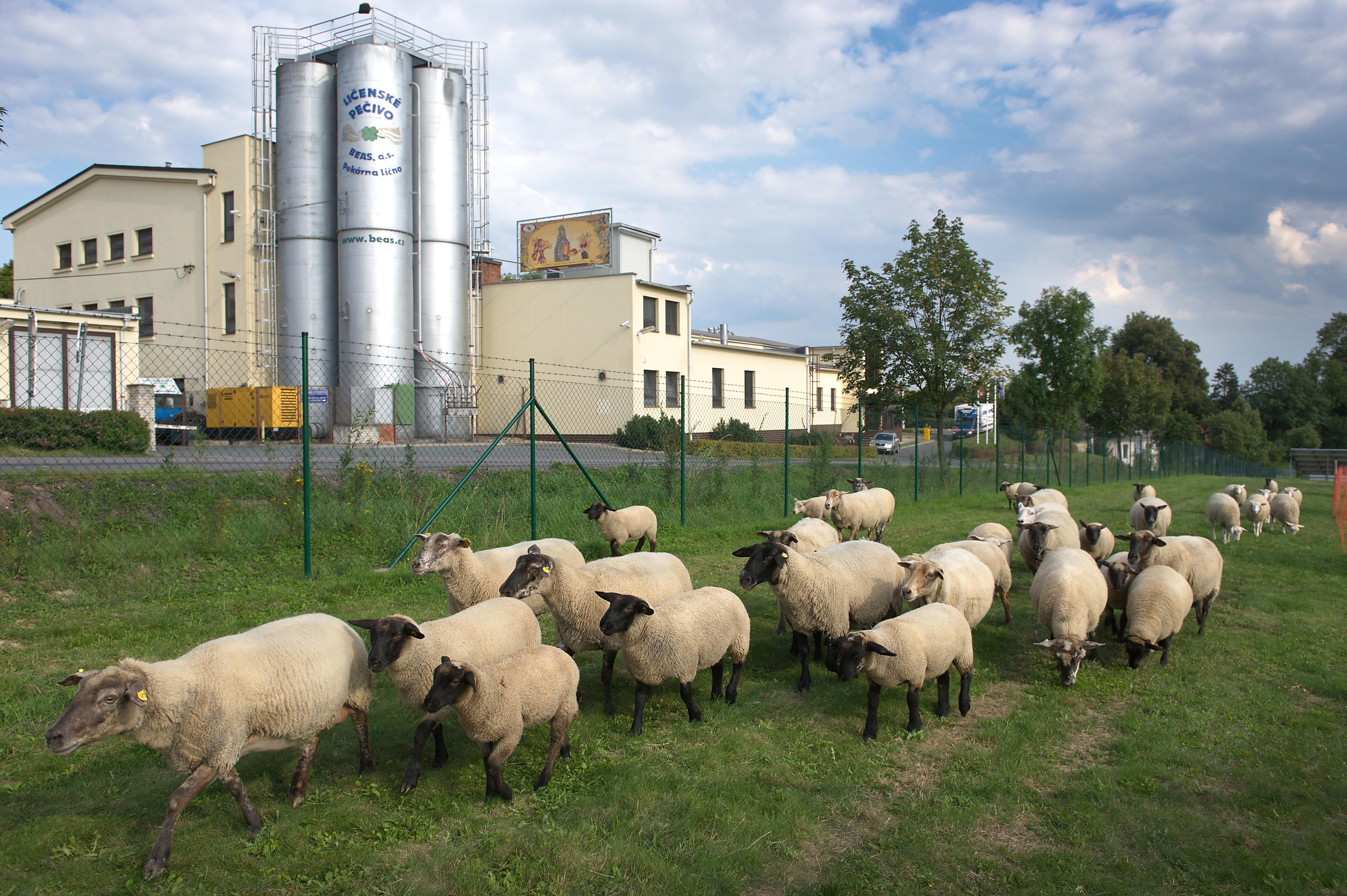 BEAS, a.s. - pekárna Lično foto 2