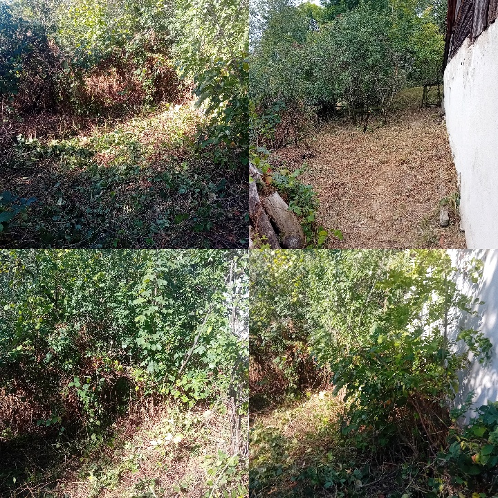 BezDžungle foto 2