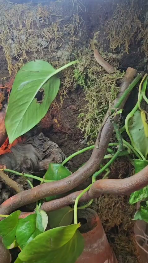 ReptiVet foto 2 (náhled videa)