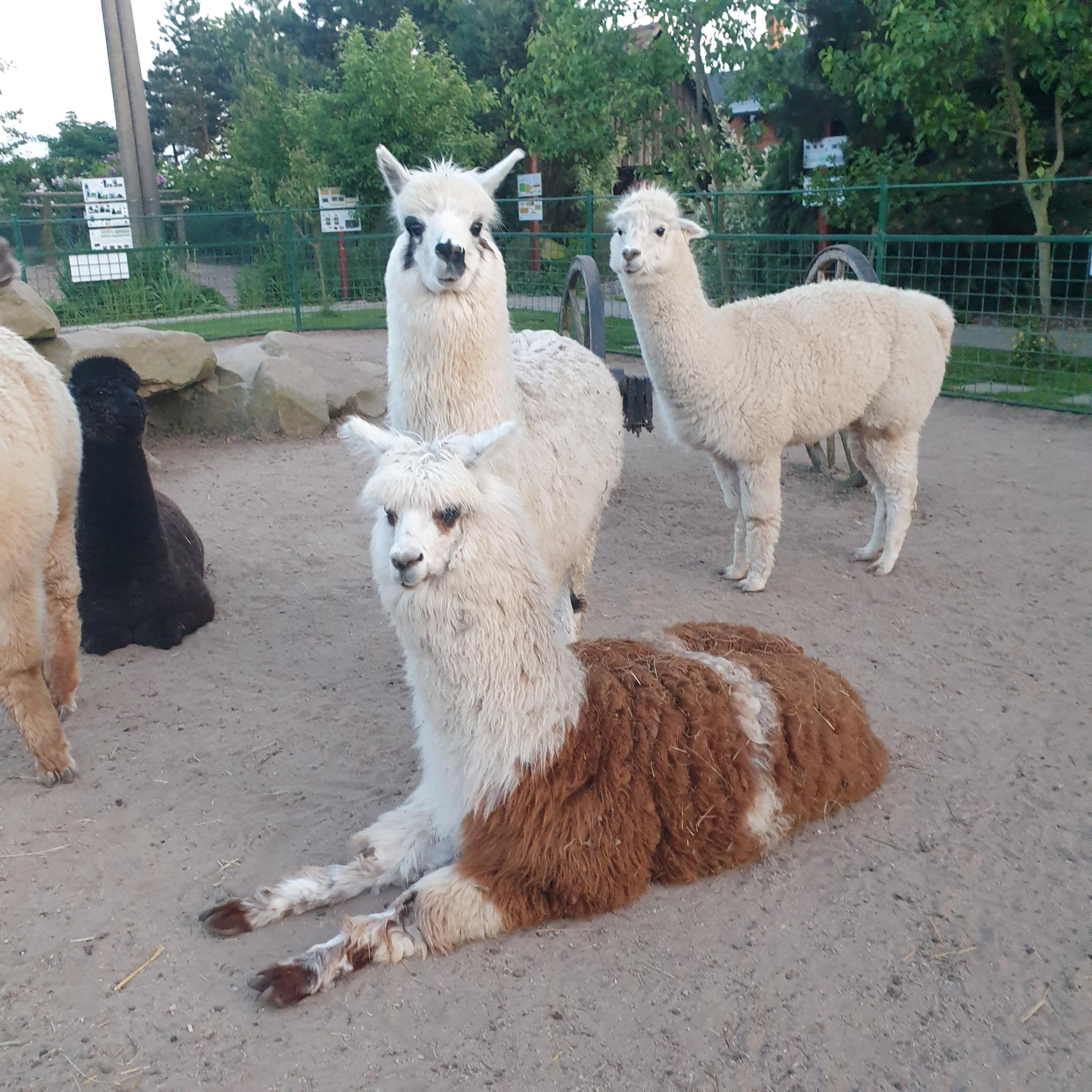 FARMA WENET BROUMOV