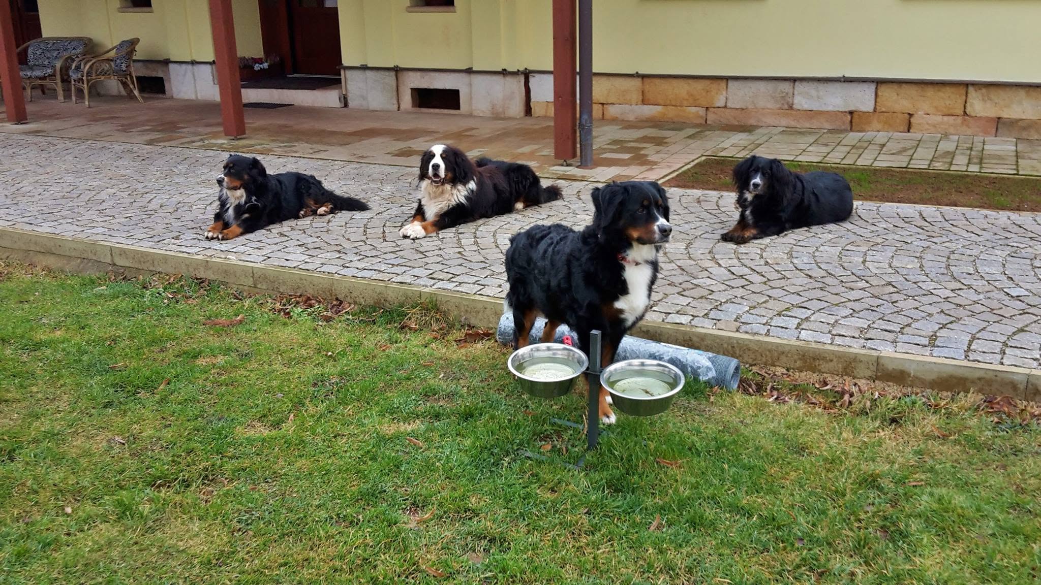 Berňáci v nouzi z.s. foto 5