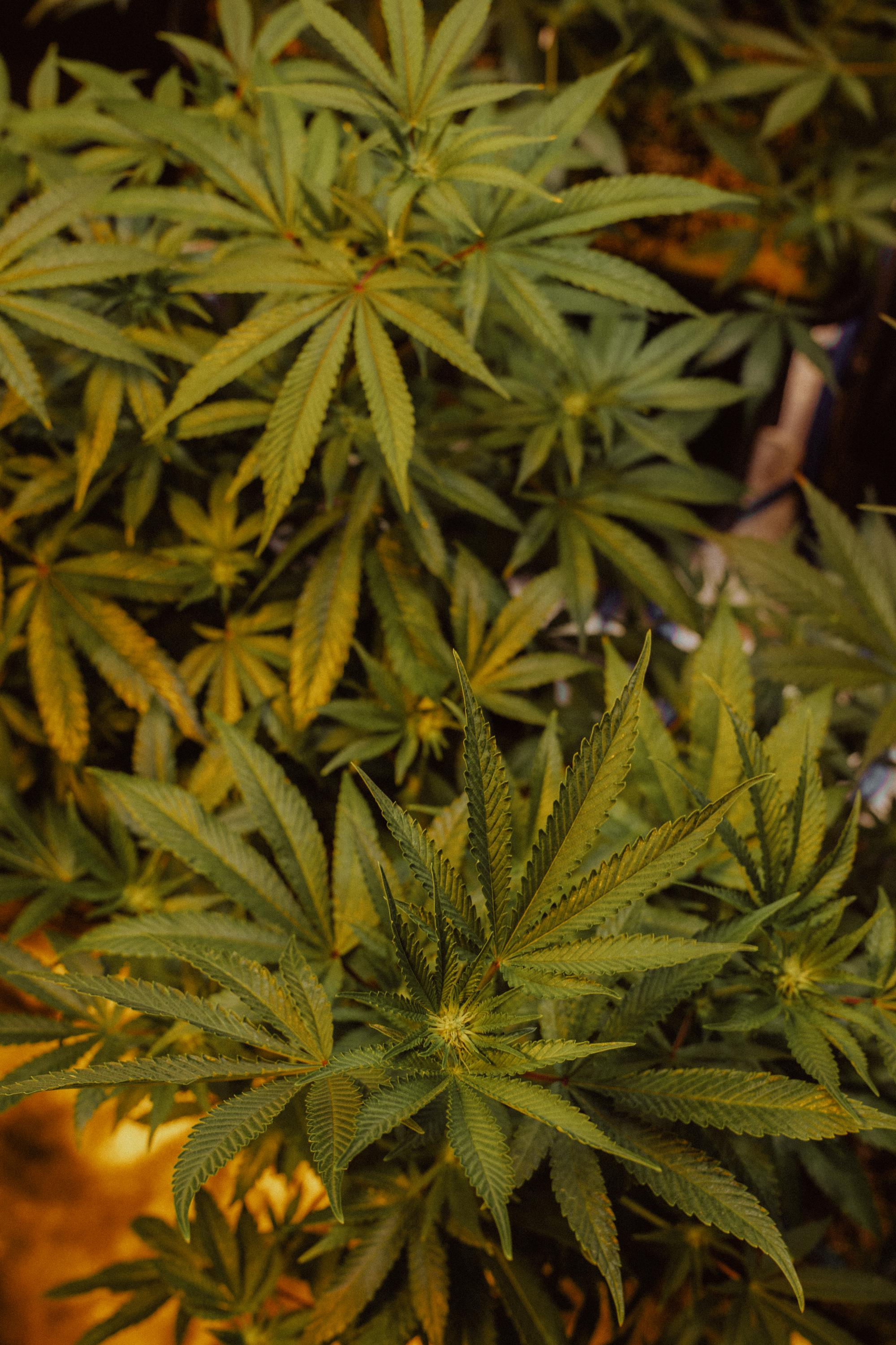 Origin CBD foto 6