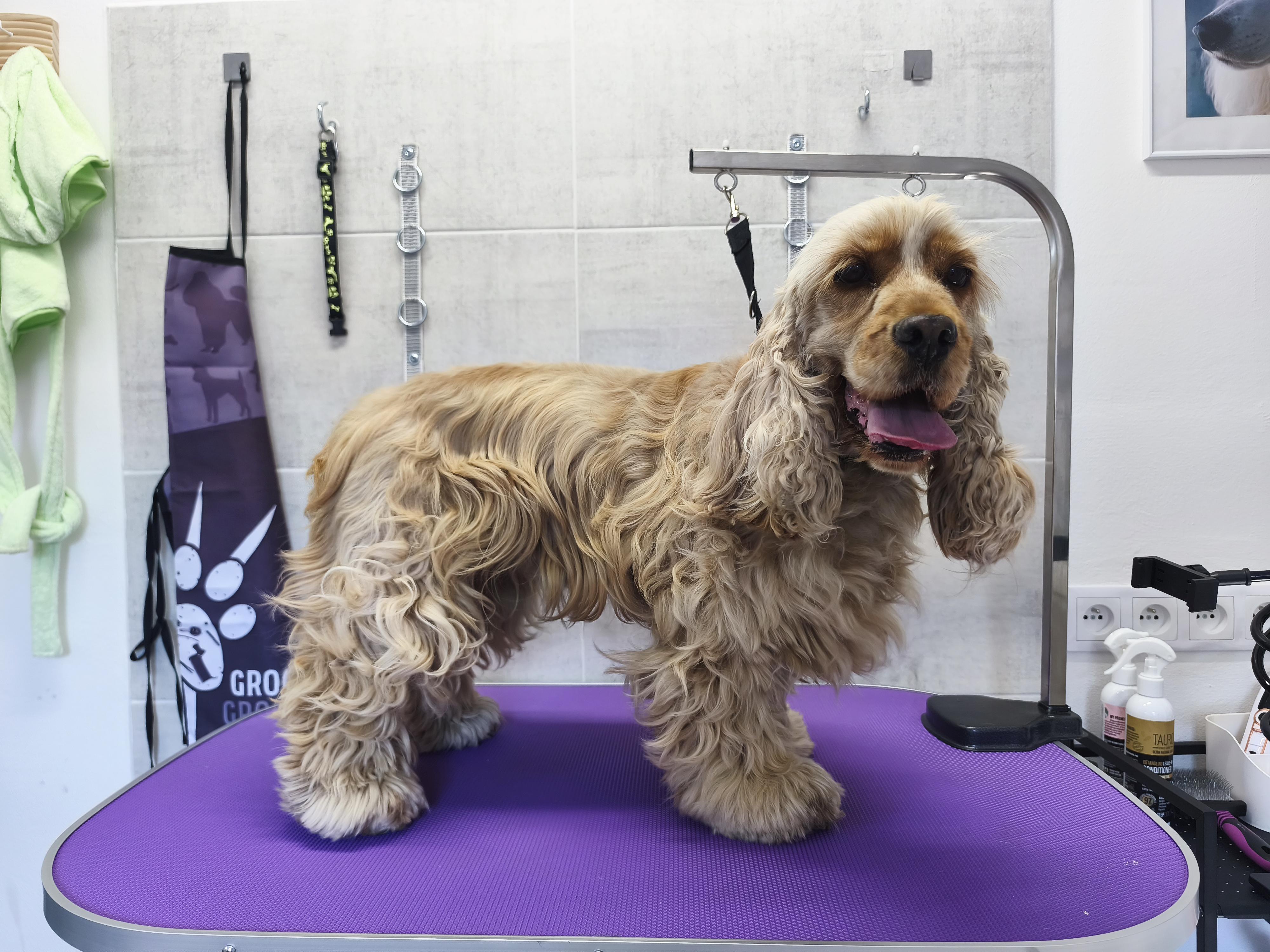 EMONY GROOMING - Psí salon & SPA foto 6