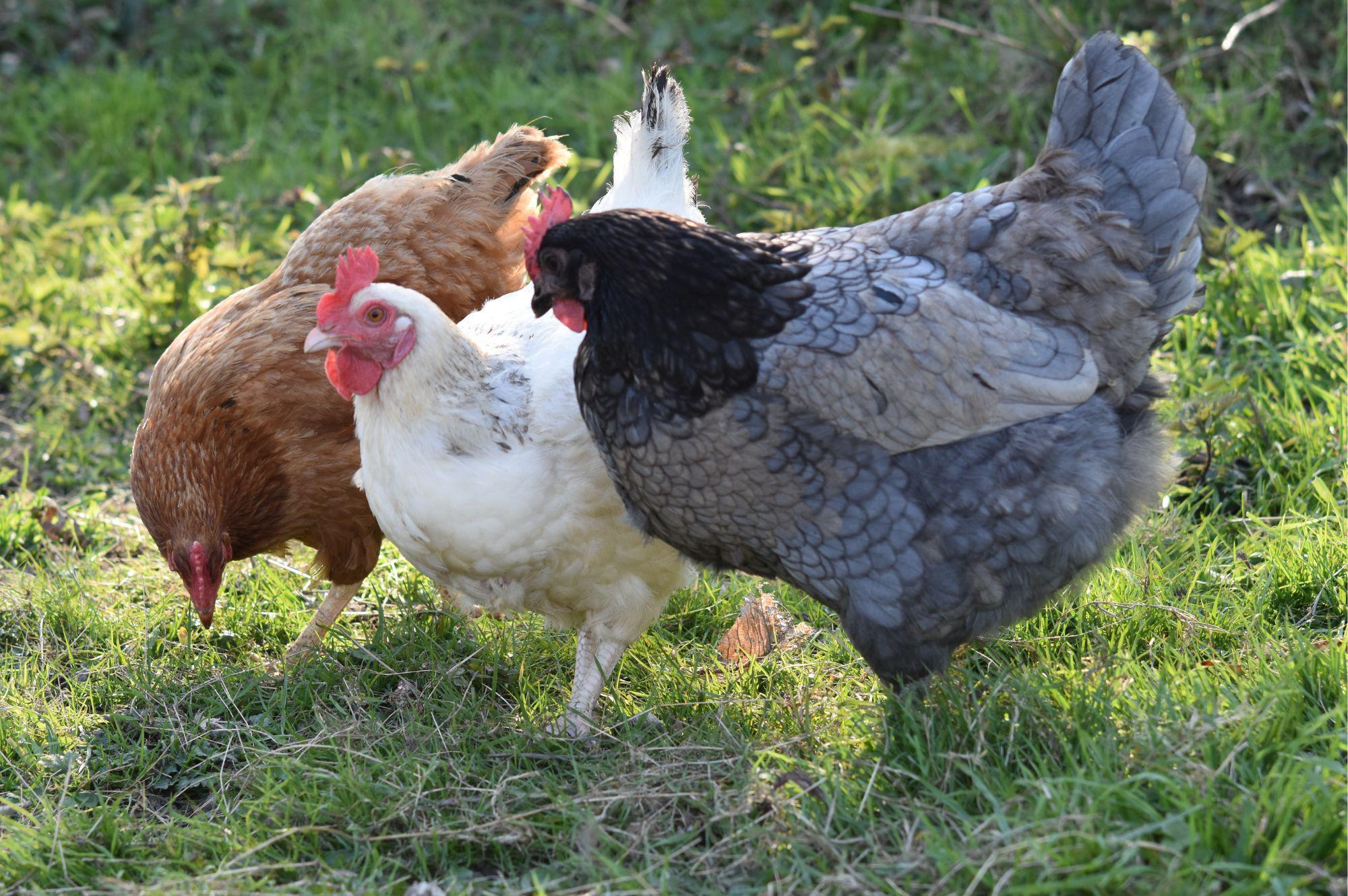 Drůbežárna Hořešovice - farma Siřejovice