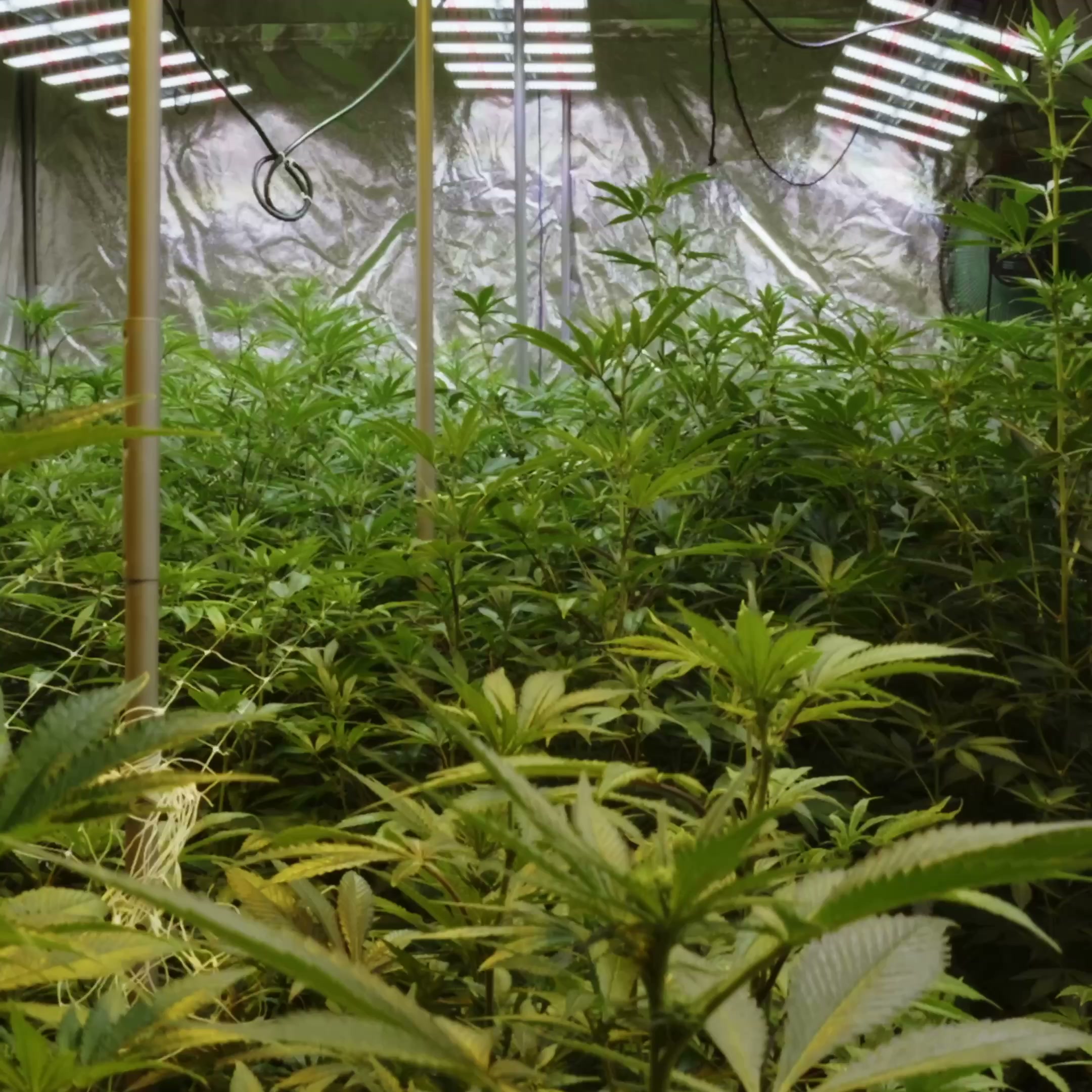 Origin CBD foto 2 (náhled videa)