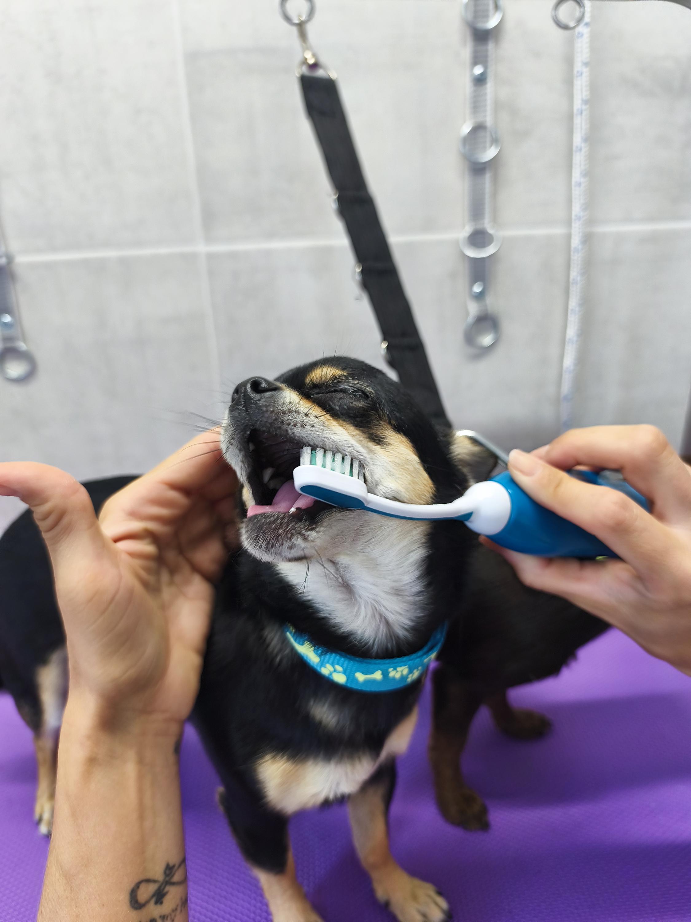 EMONY GROOMING - Psí salon & SPA foto 2