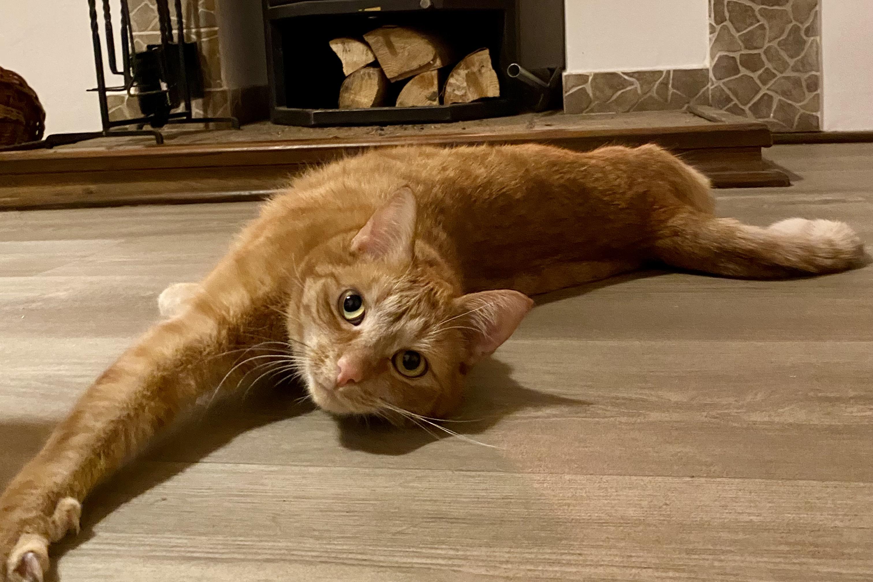 Veterinární lékař MVDr. Kateřina Pražská