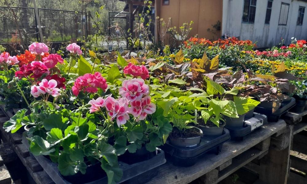 Zahradnictví v Černém foto 5