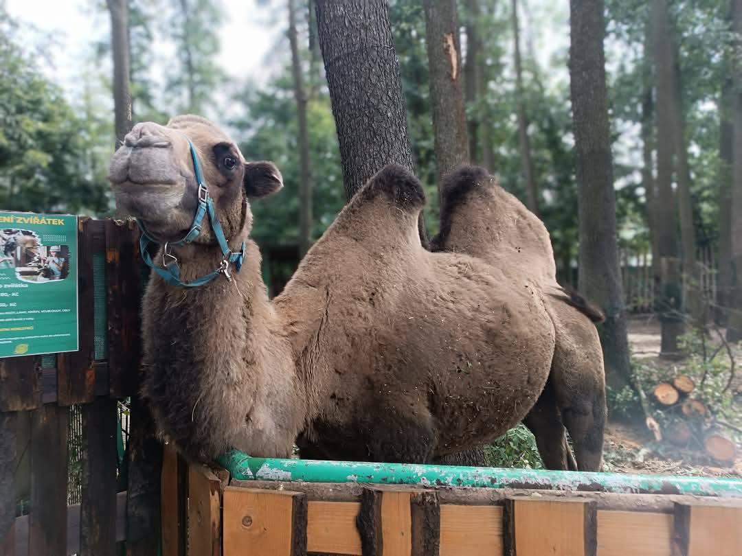 ZOOPARK Doksy foto 6