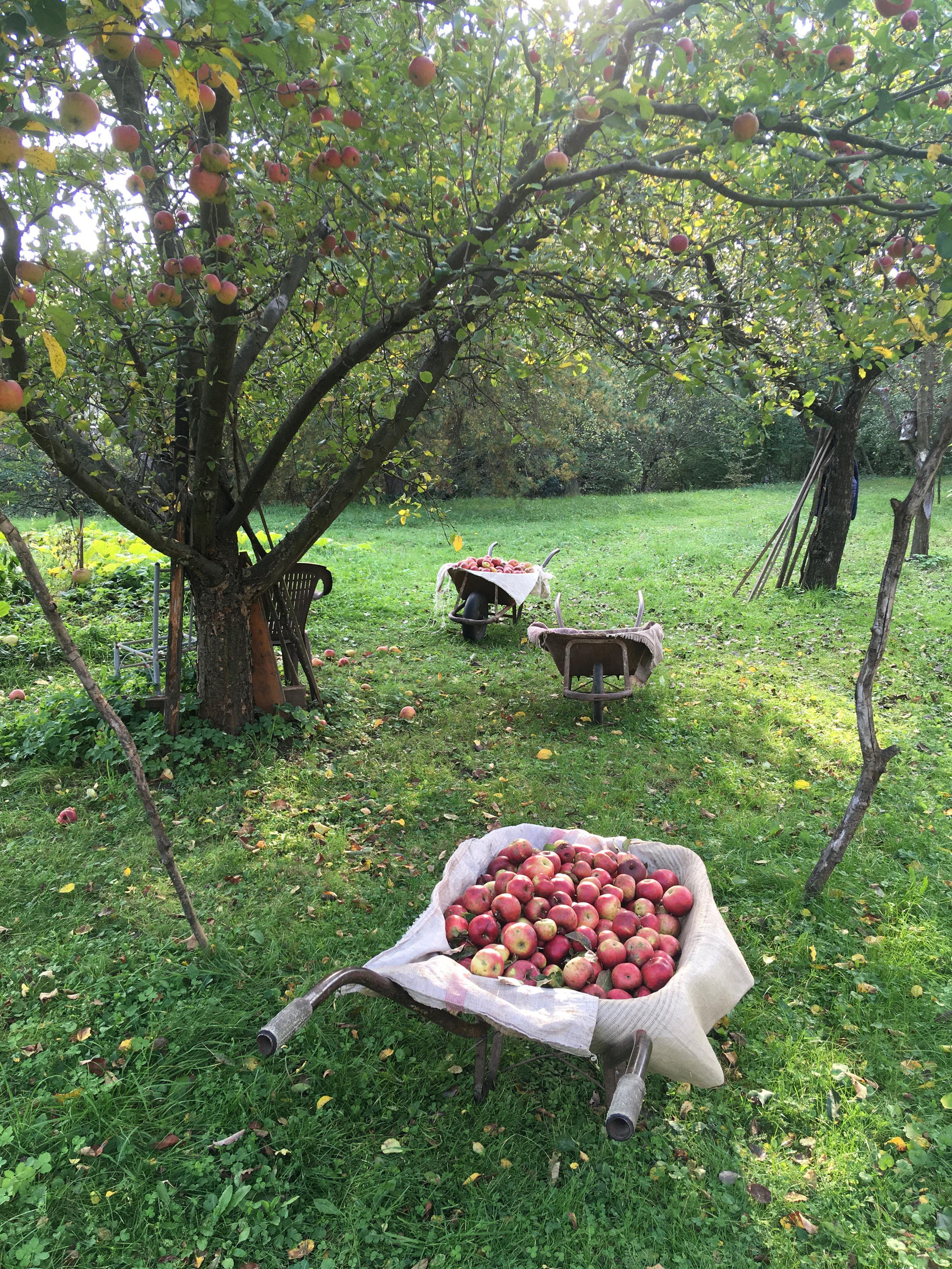 Napa Cider foto 1