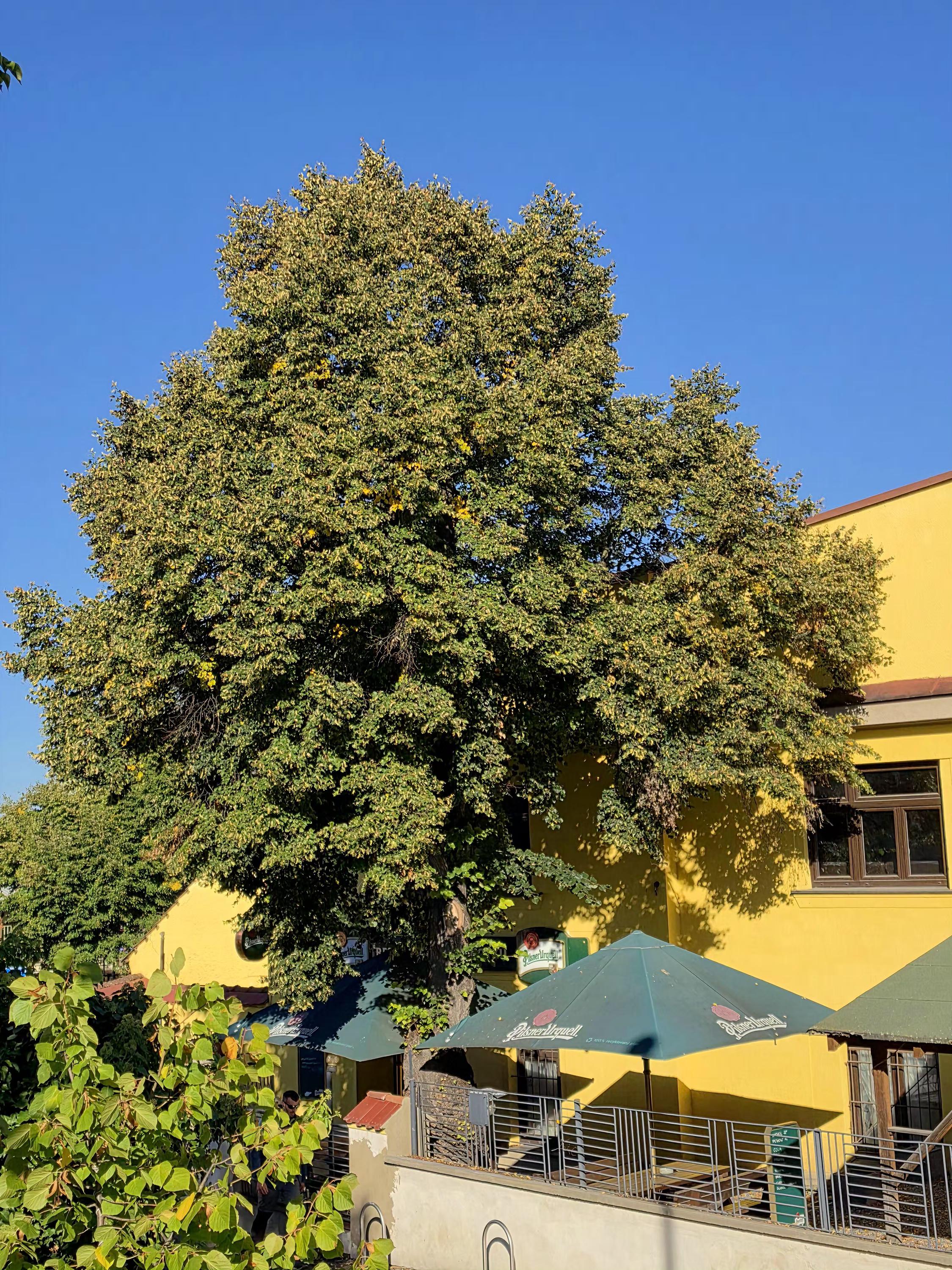 Pizzeria U Knotků foto 6