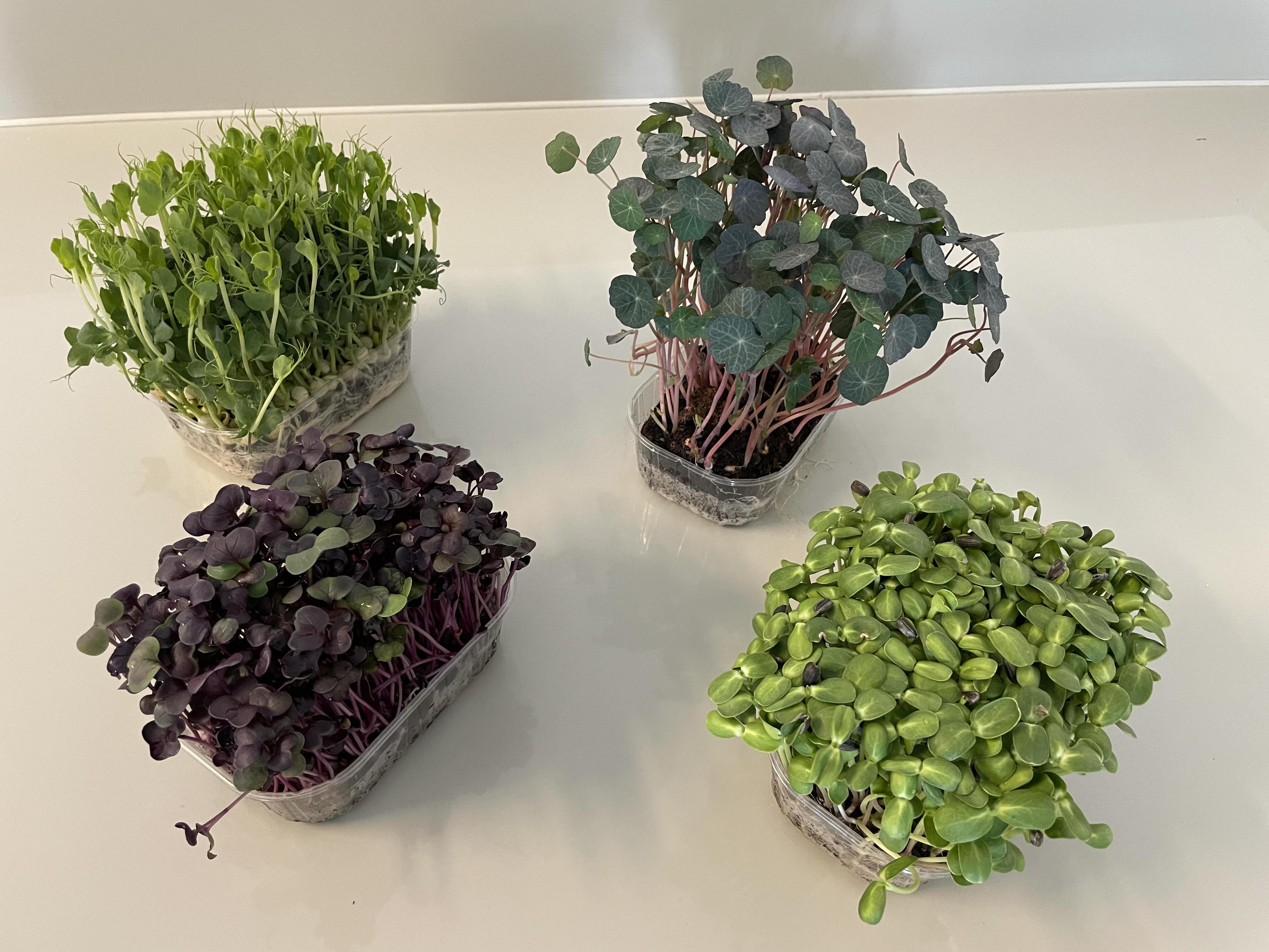Návštěvnické centrum Továrna - hydroponická farma foto 2