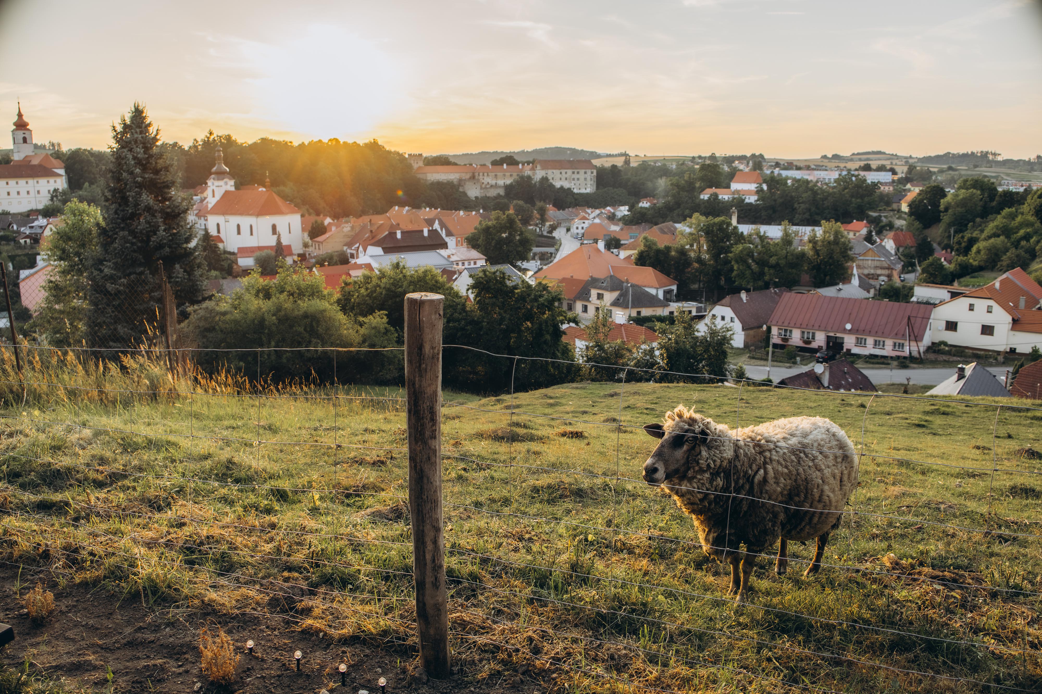 Glampuj u oveček foto 3