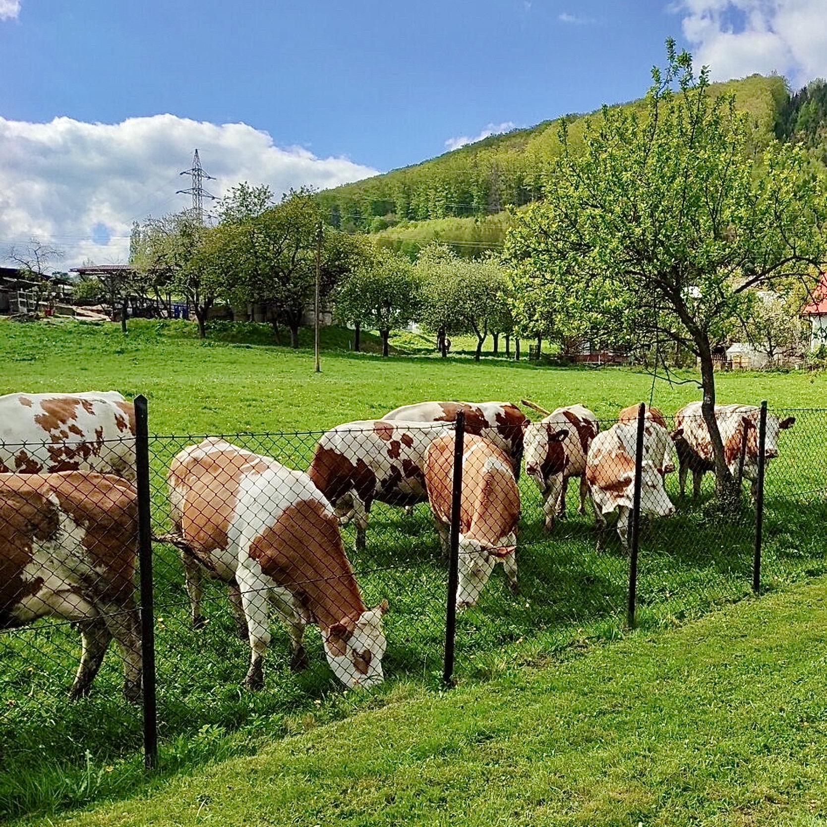 Pasecký domek - ubytování v Beskydech foto 2