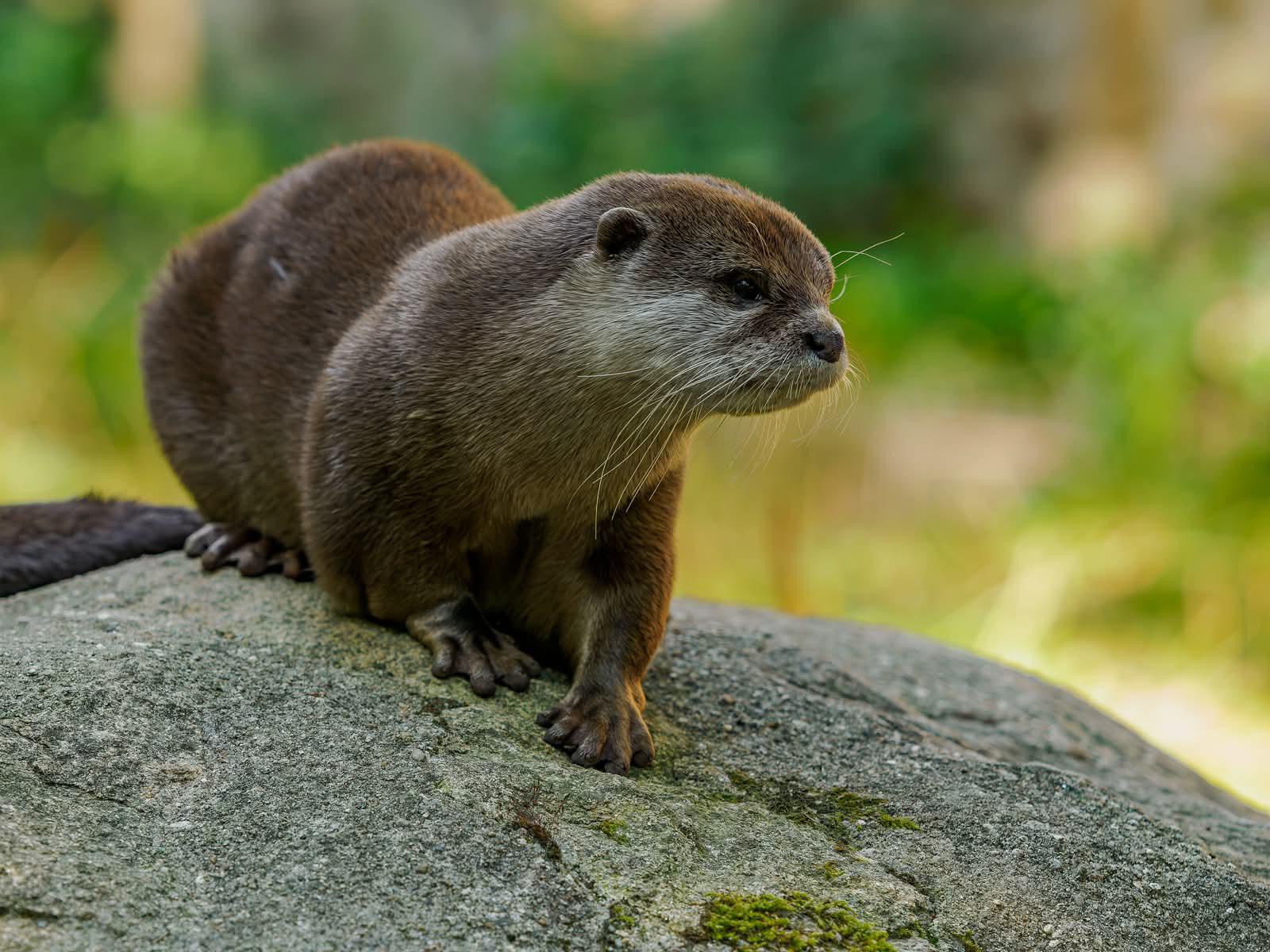 Zoologická zahrada Na Hrádečku foto 6