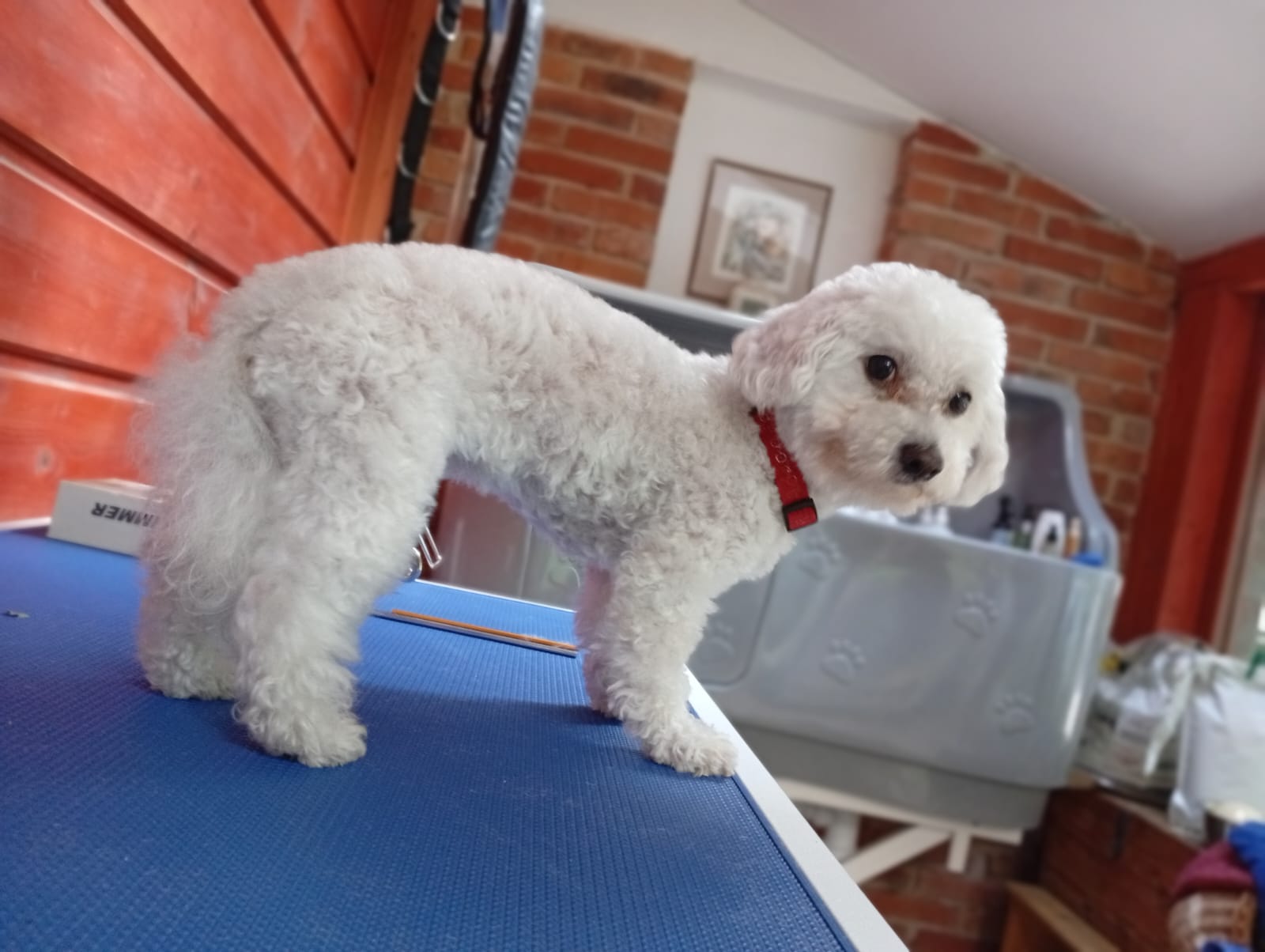DogResort Čeladná foto 4