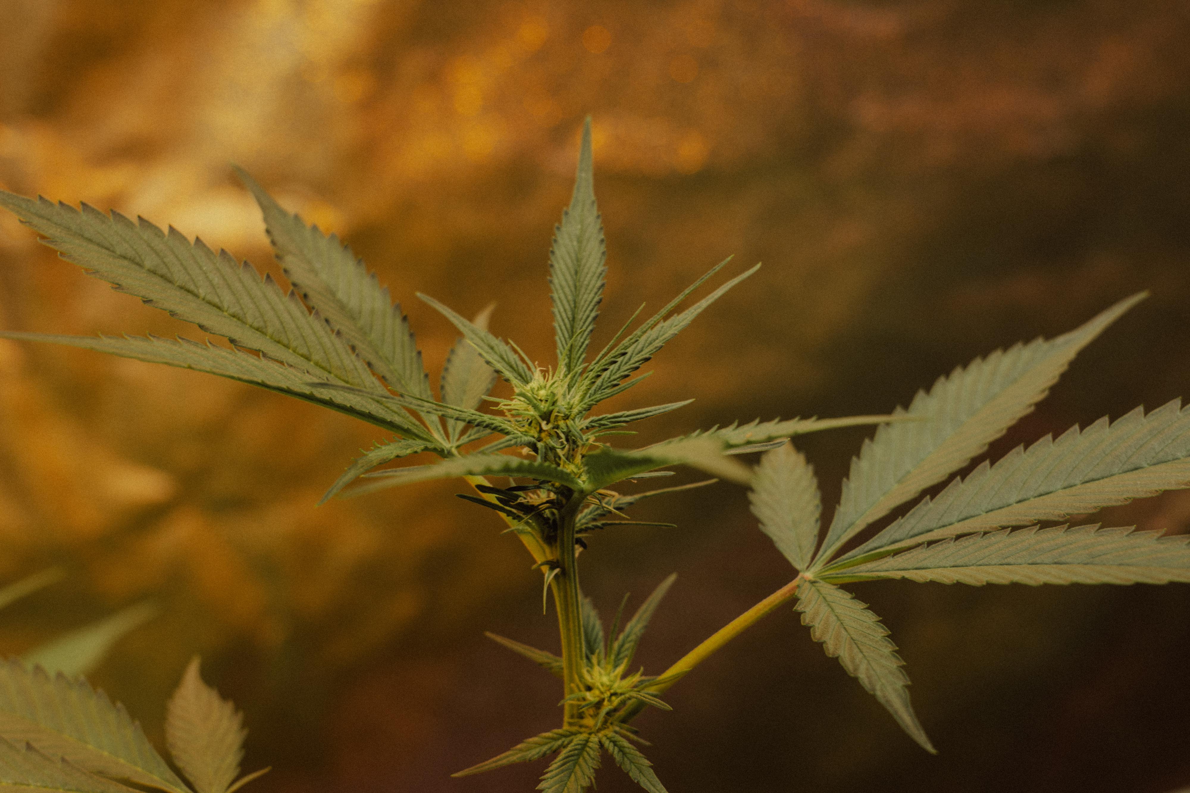 Origin CBD foto 4