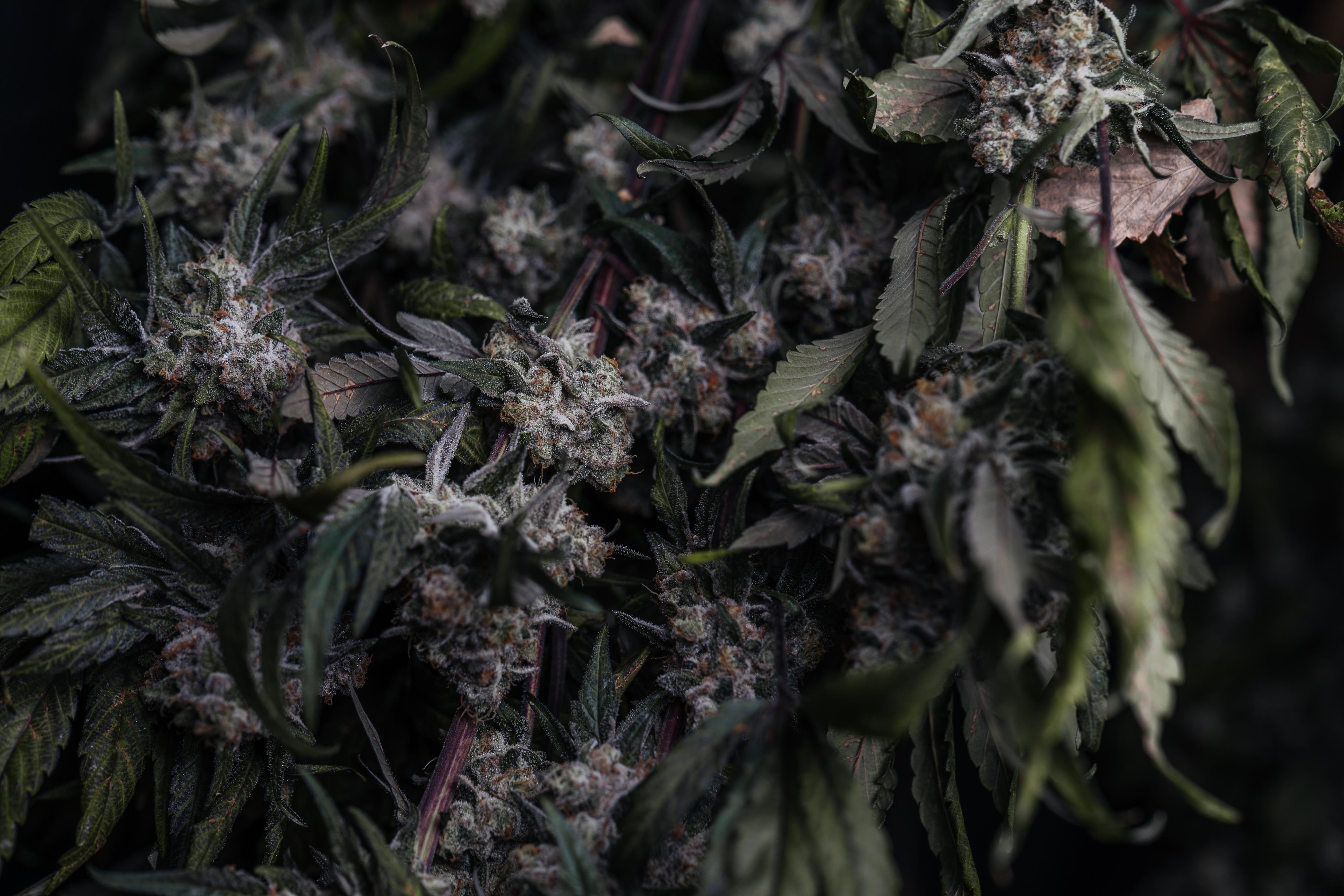 Origin CBD foto 5