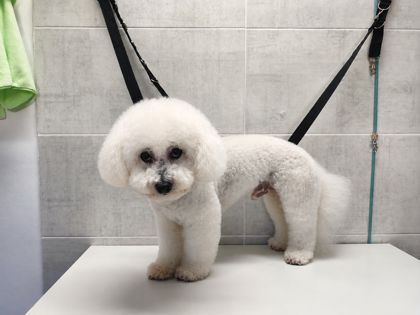 EMONY GROOMING - Psí salon & SPA foto 4