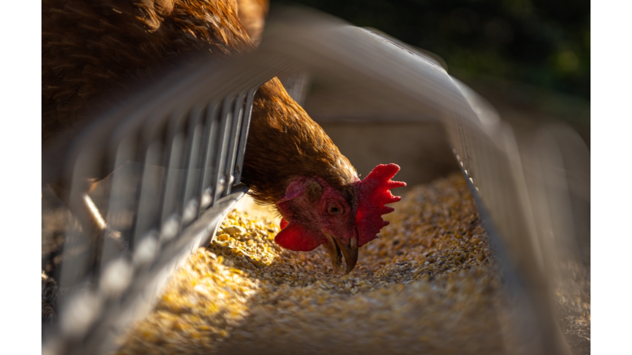 Drůbežárna Hořešovice - farma Siřejovice foto 4