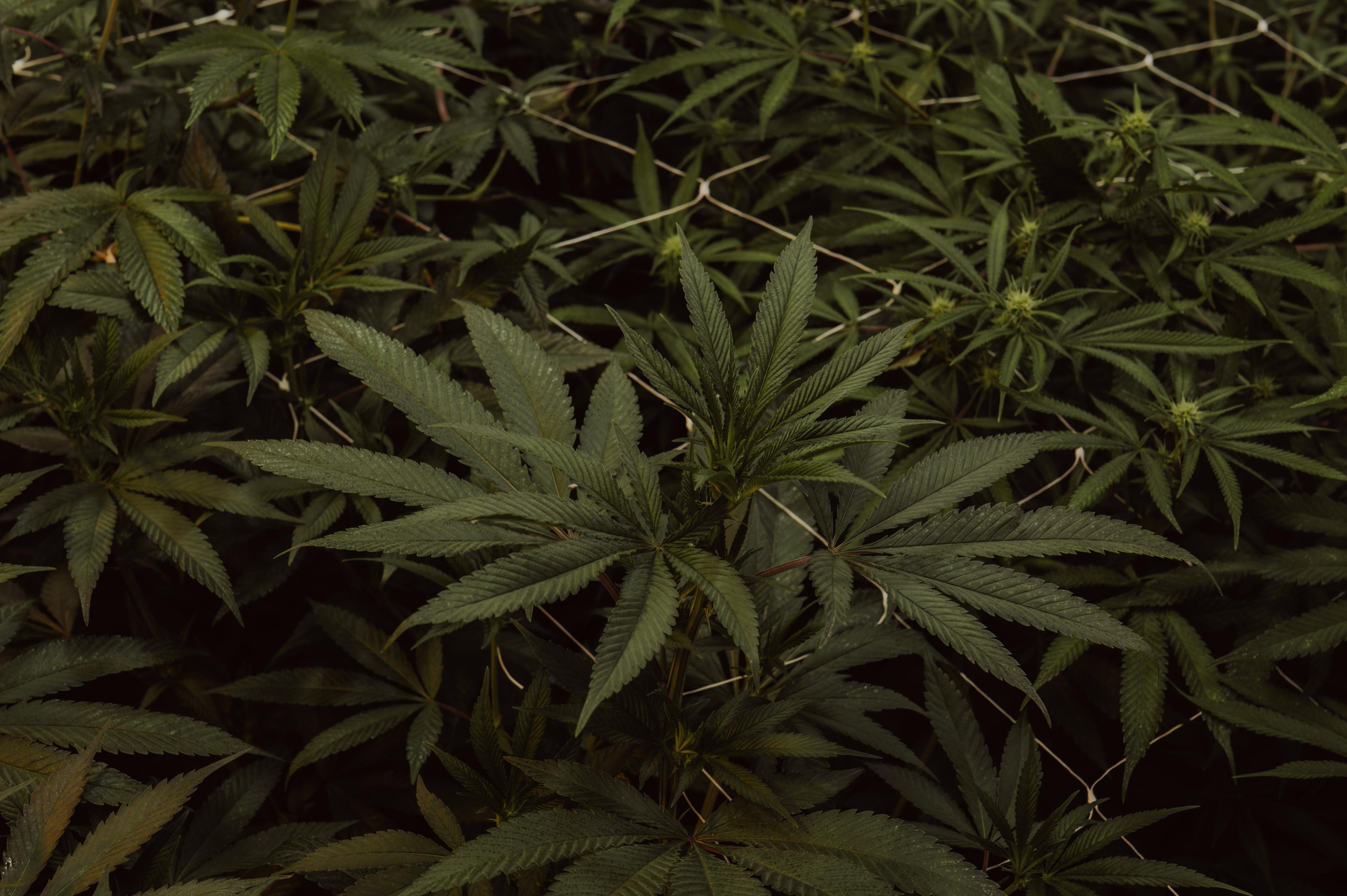 Origin CBD