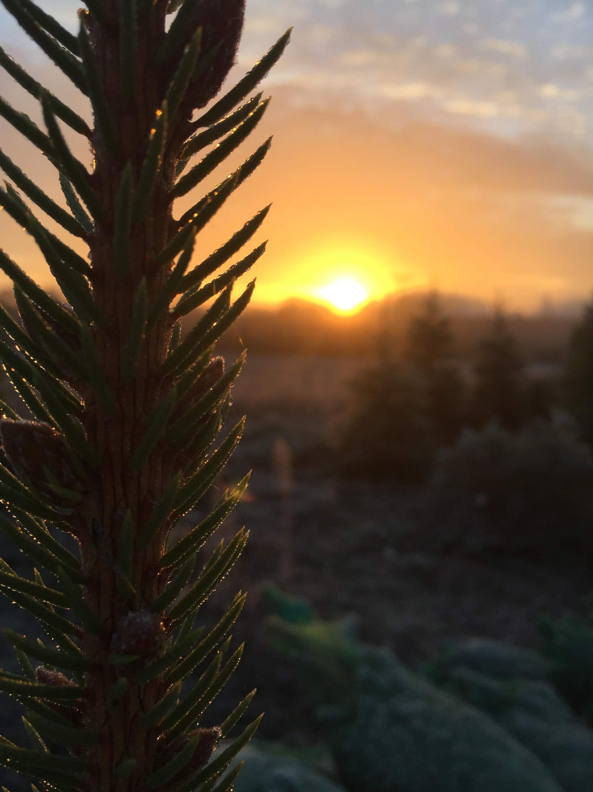 Prodej Vánočních stromků přímo od pěstitelé foto 6