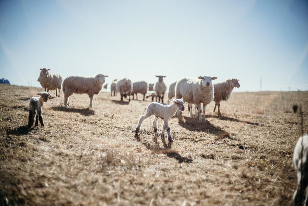 EkoAgra Pečičky s.r.o. foto 3
