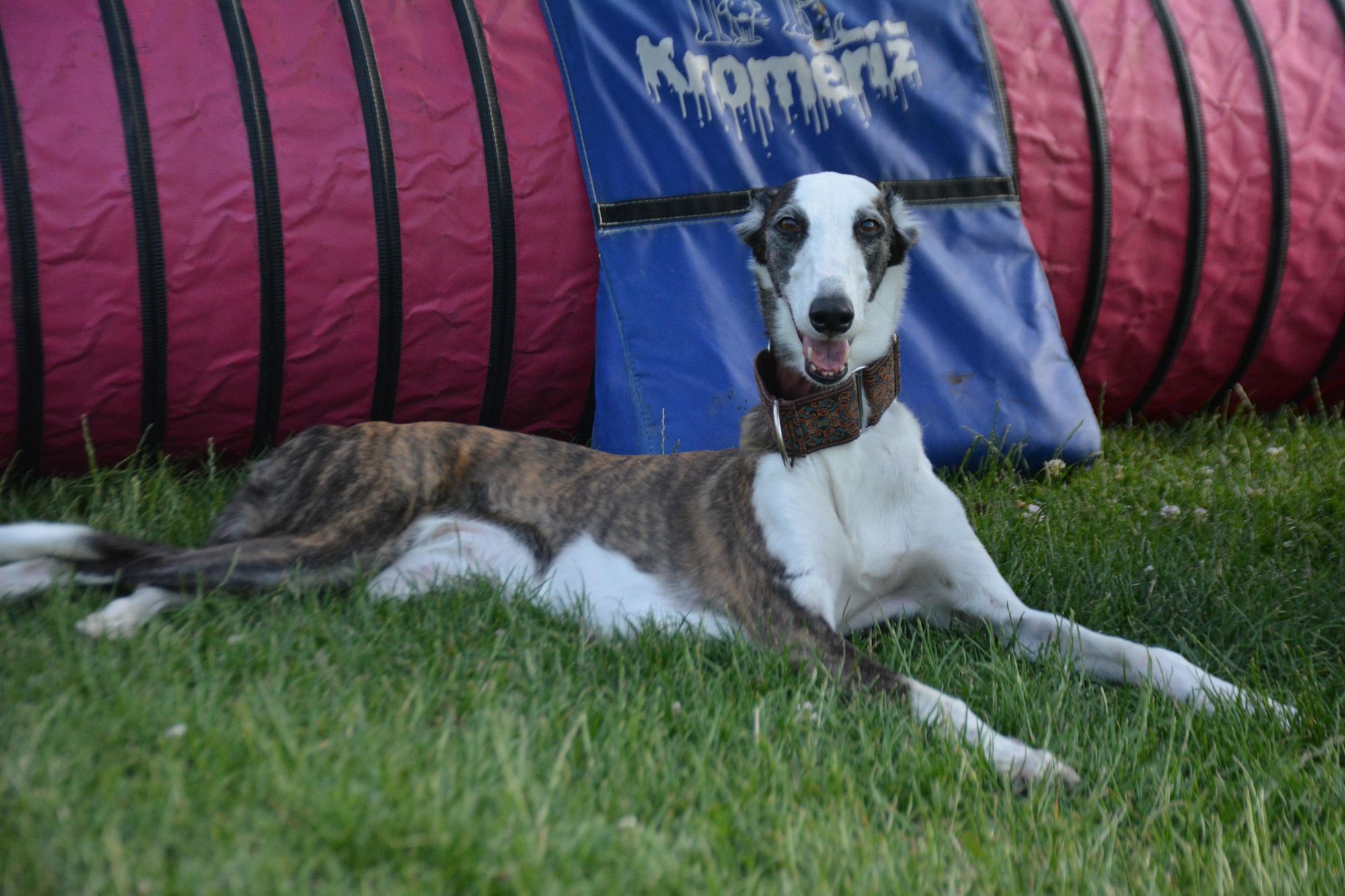 Agility Kroměříž foto 2