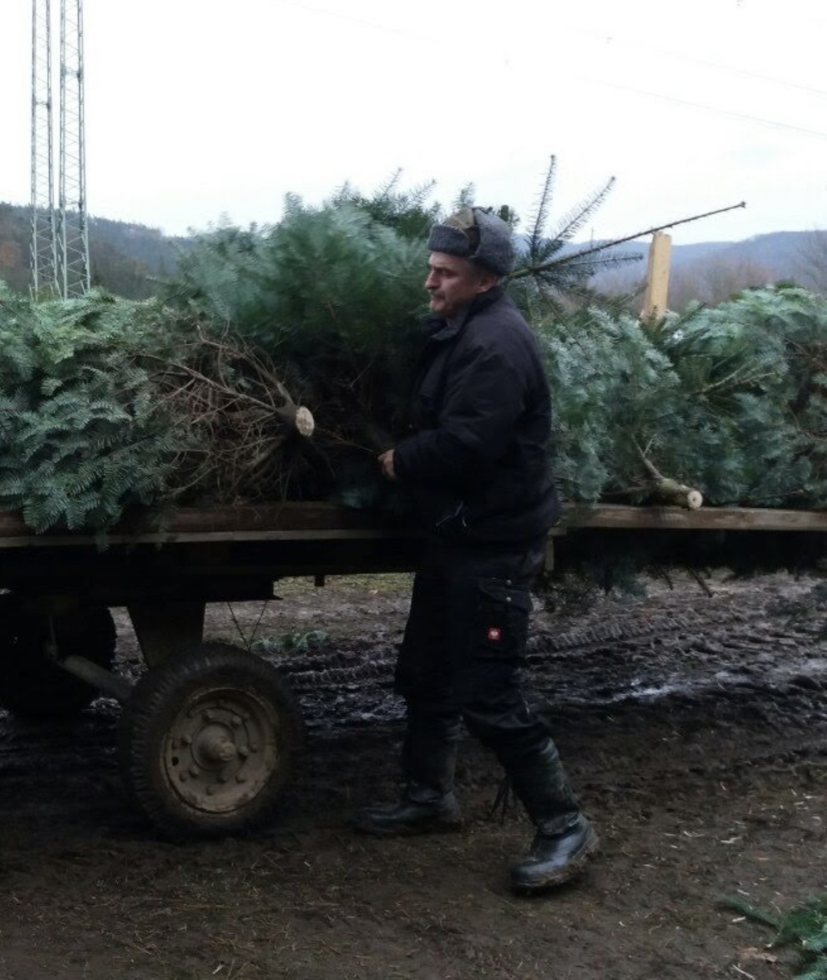 Vánoční plantáž Šlovice foto 4