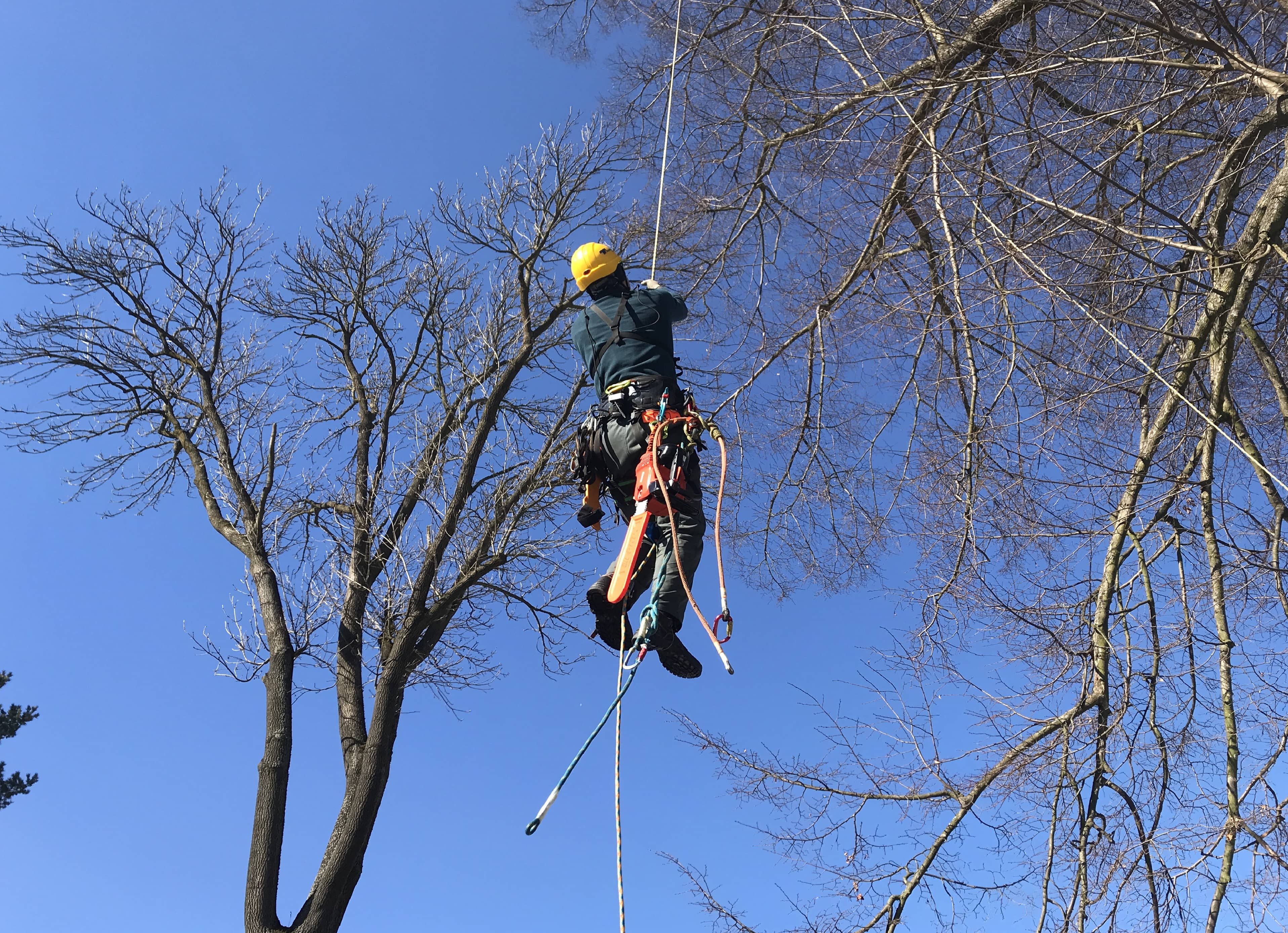 Kácení Ořez stromů MajTree.cz foto 3