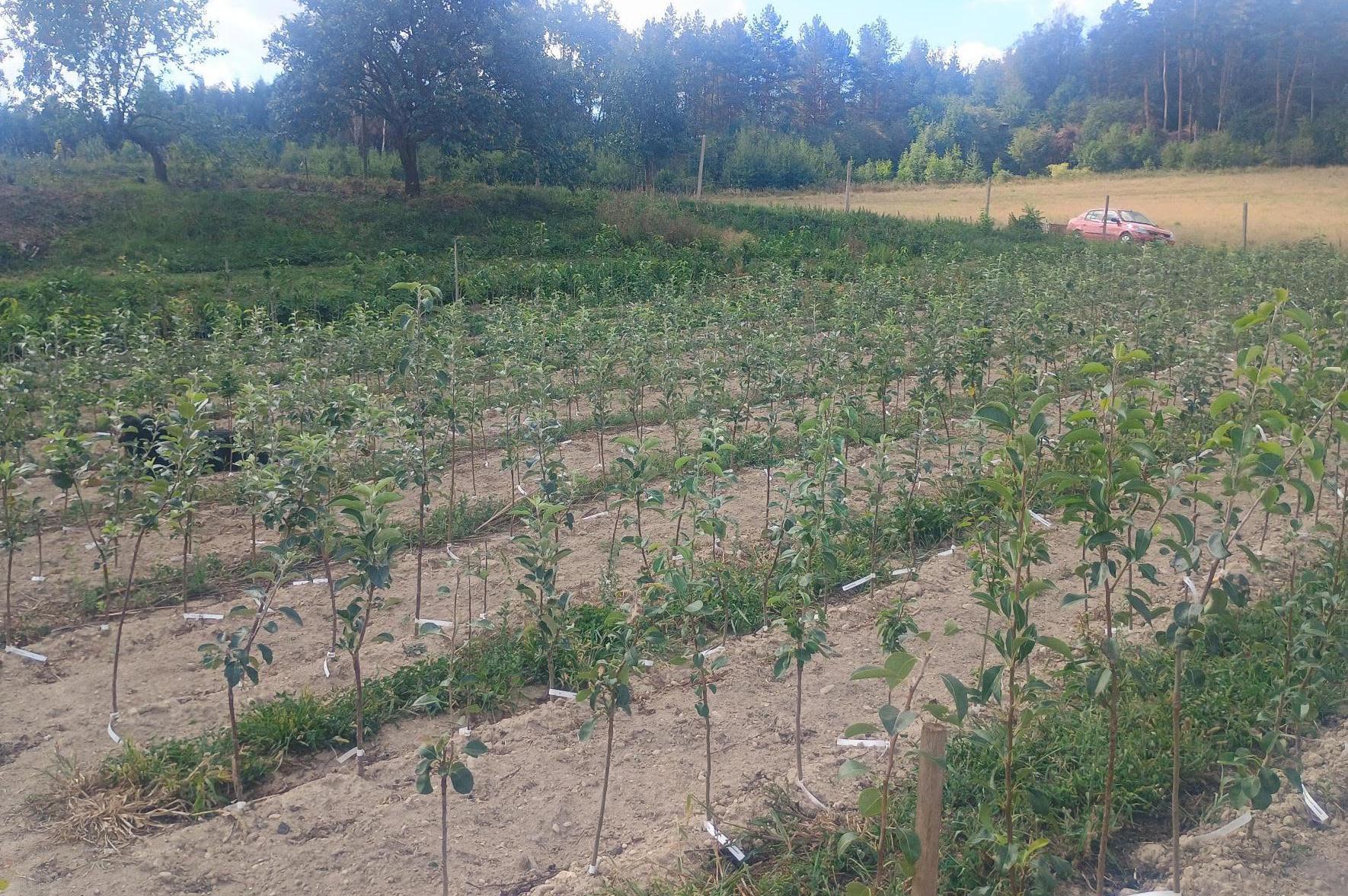 Ovocná školka Hrabal