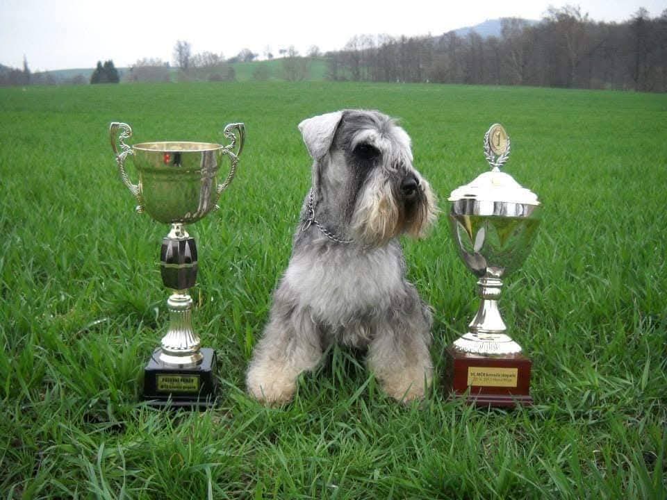 Psí salon U Mazánka foto 6