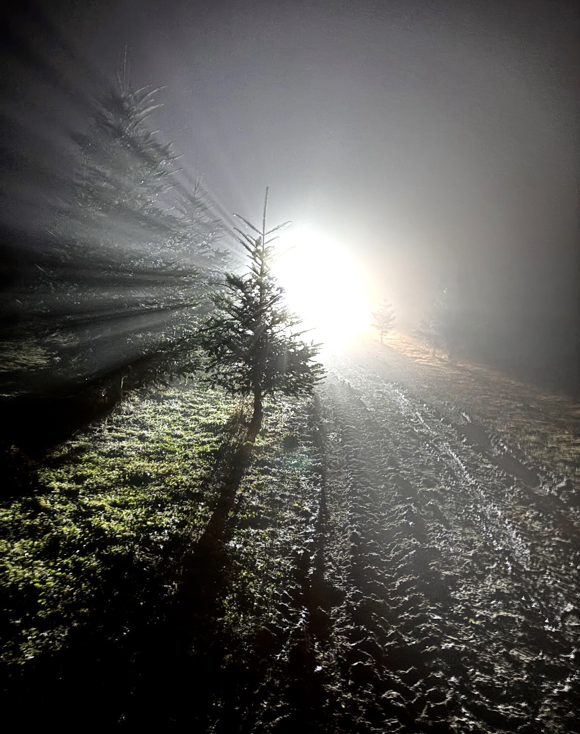 Vánoční plantáž Šlovice foto 6