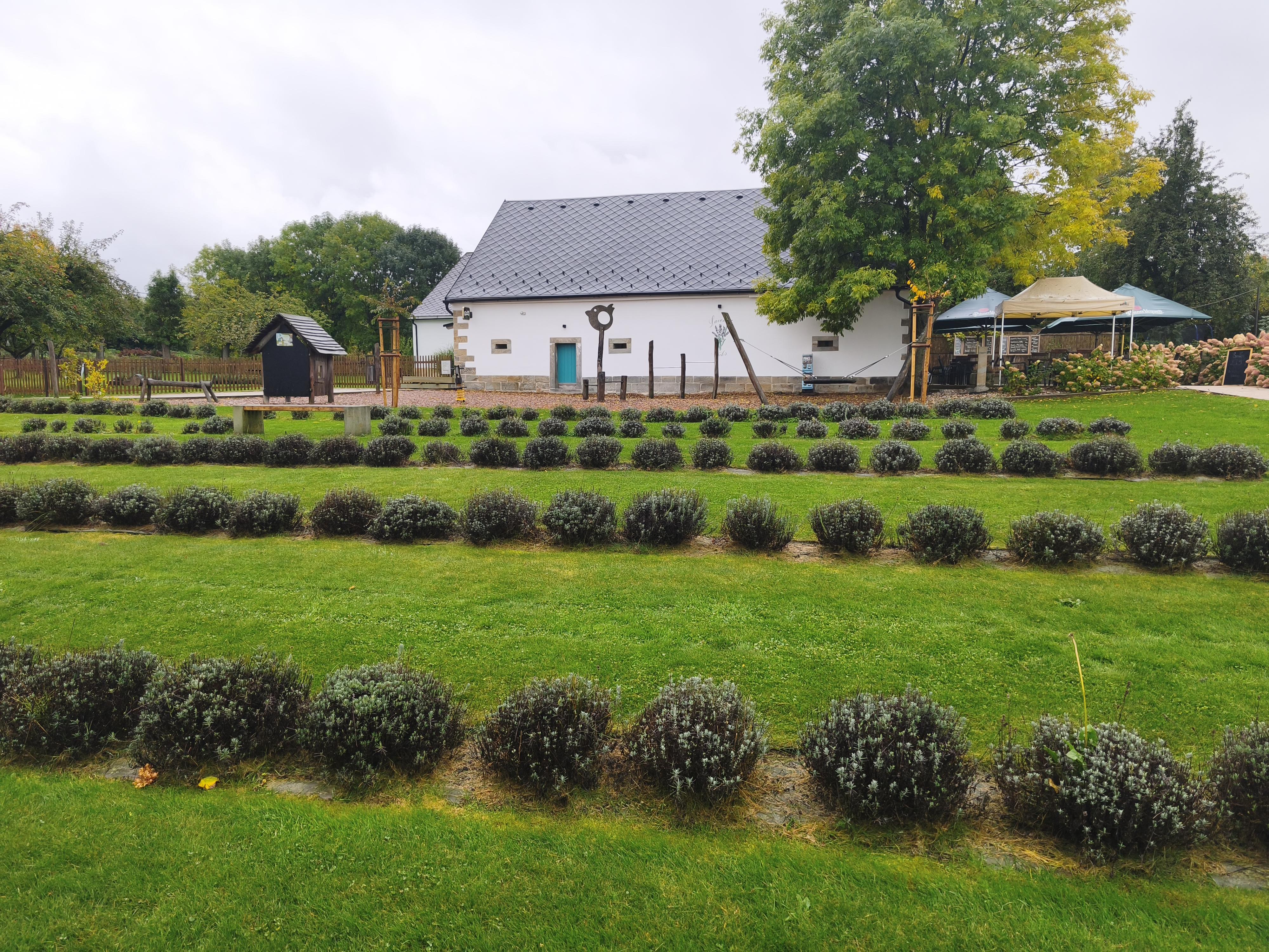 Lavender Kuks foto 5