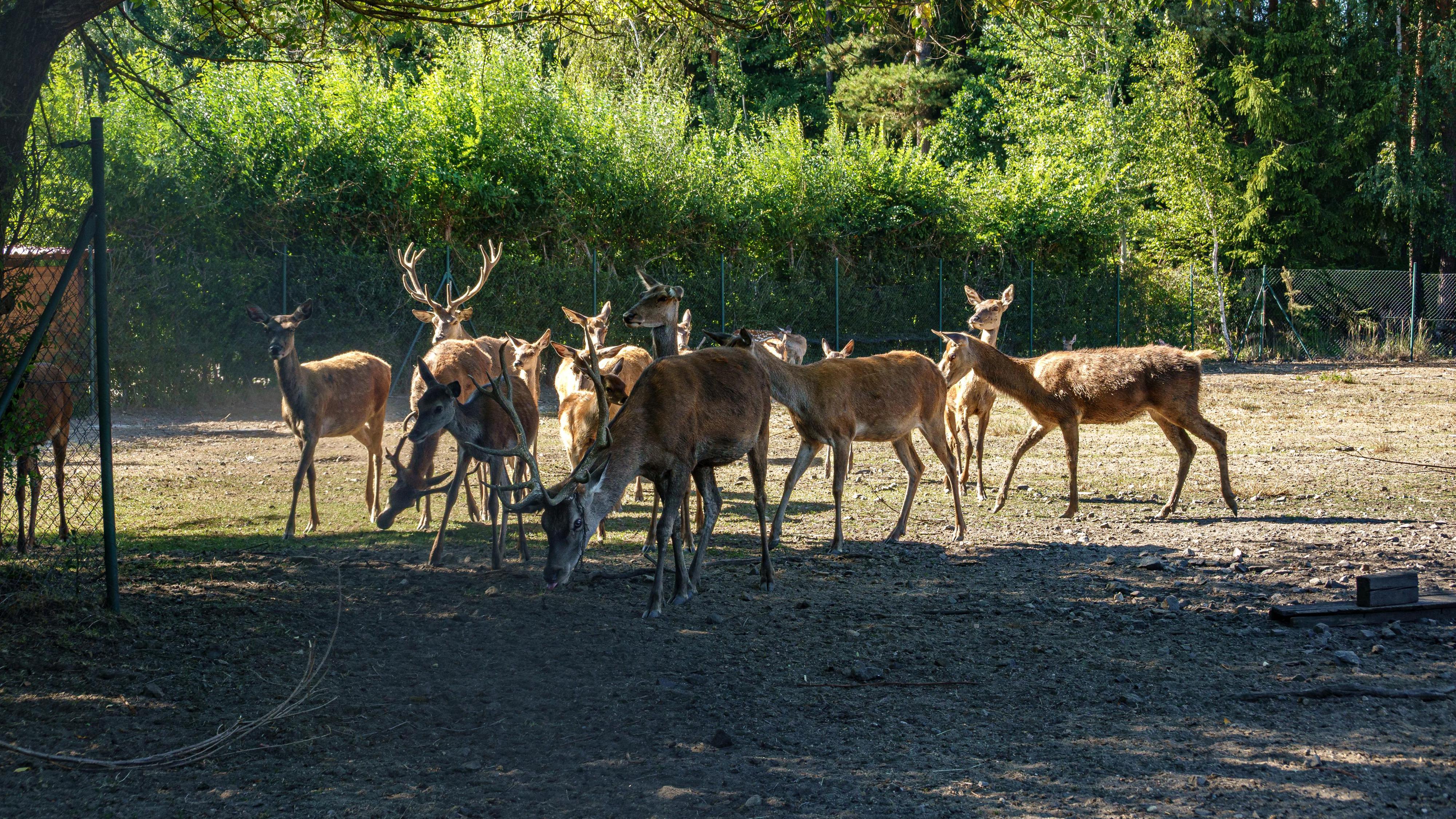 Ubytování na jelení farmě foto 1