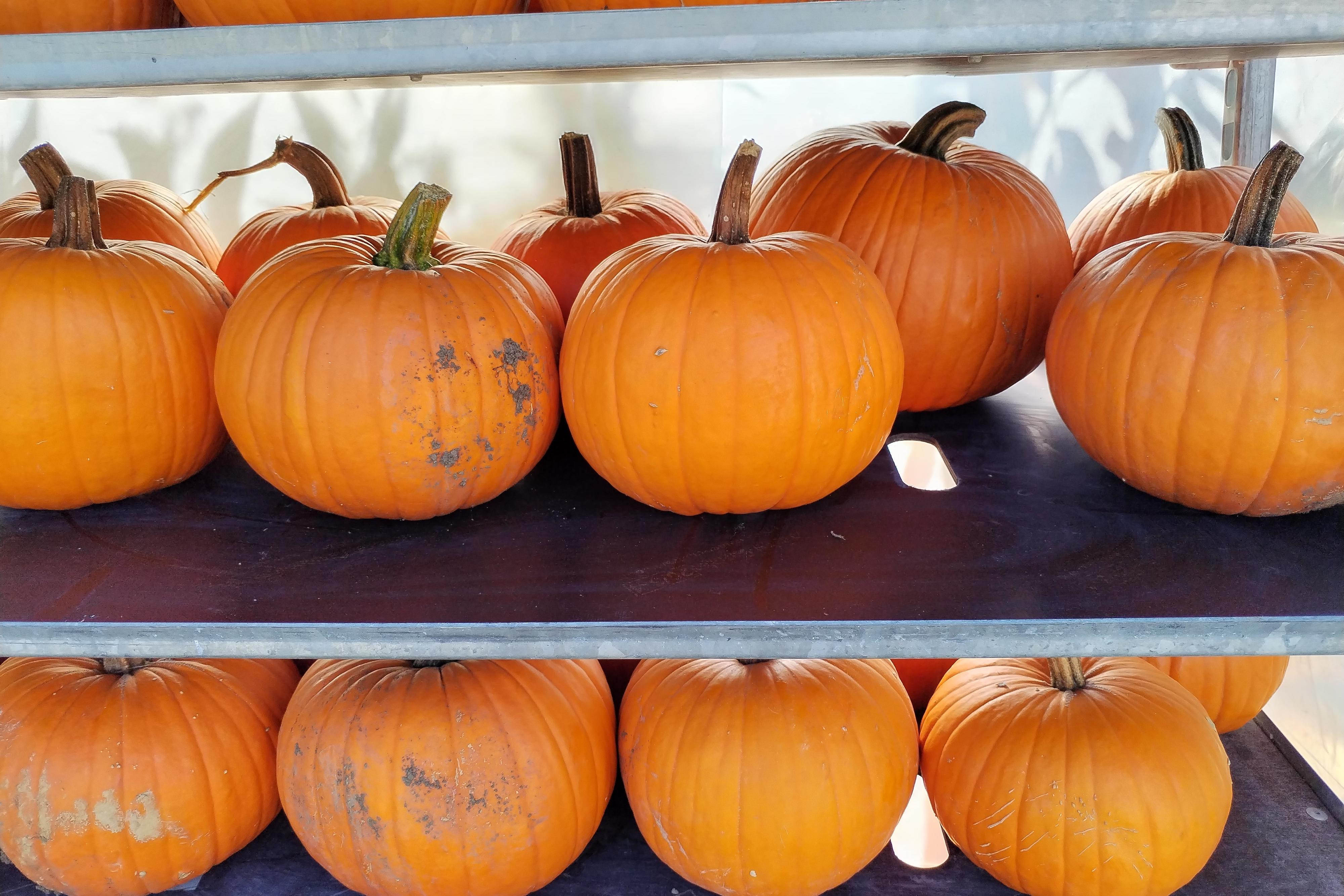BRAMBORY A CIBULE NA USKLADNĚNÍ, DÝNĚ HALLOWEEN