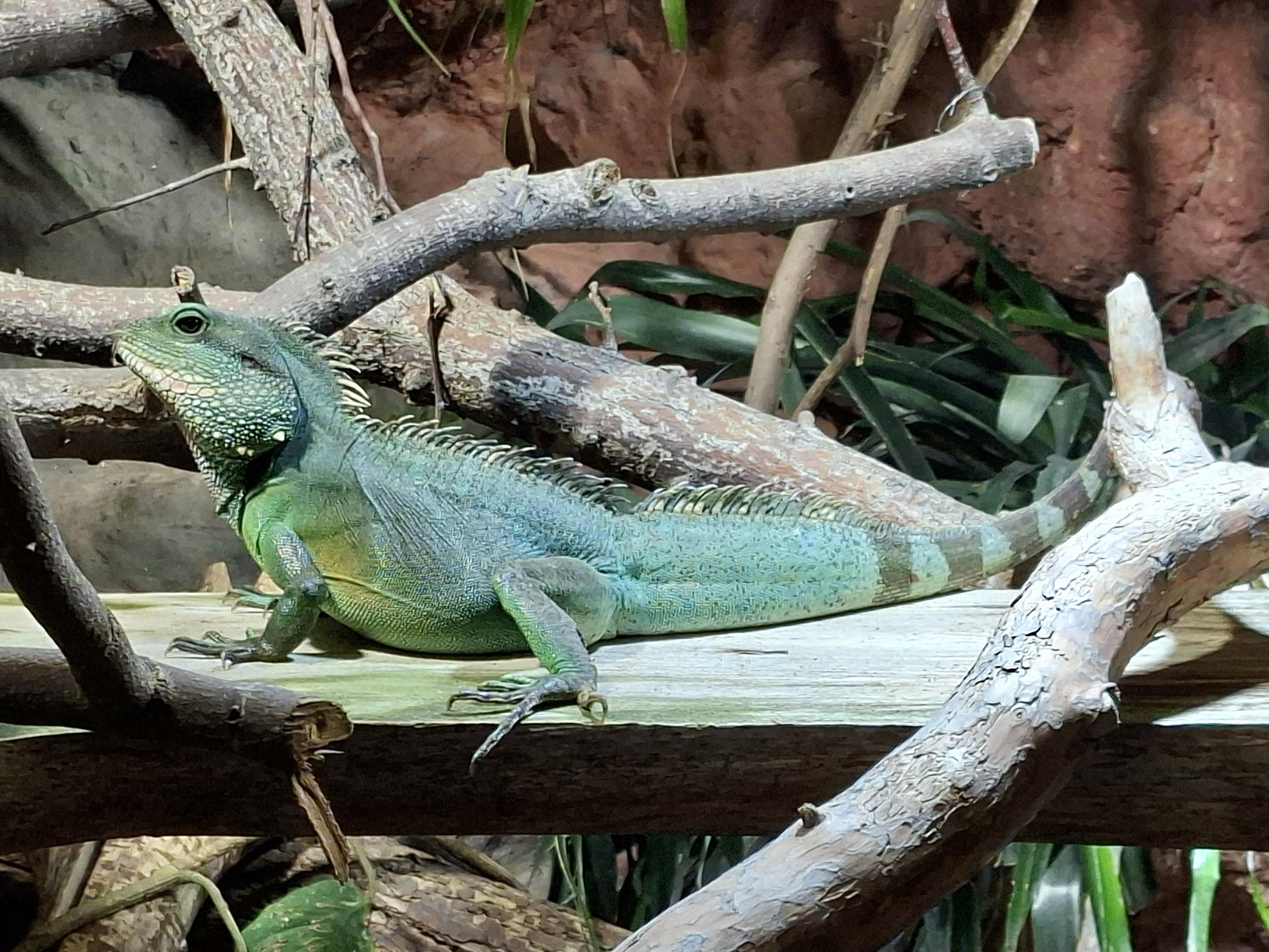 Zoo Děčín - Rajské ostrovy foto 5