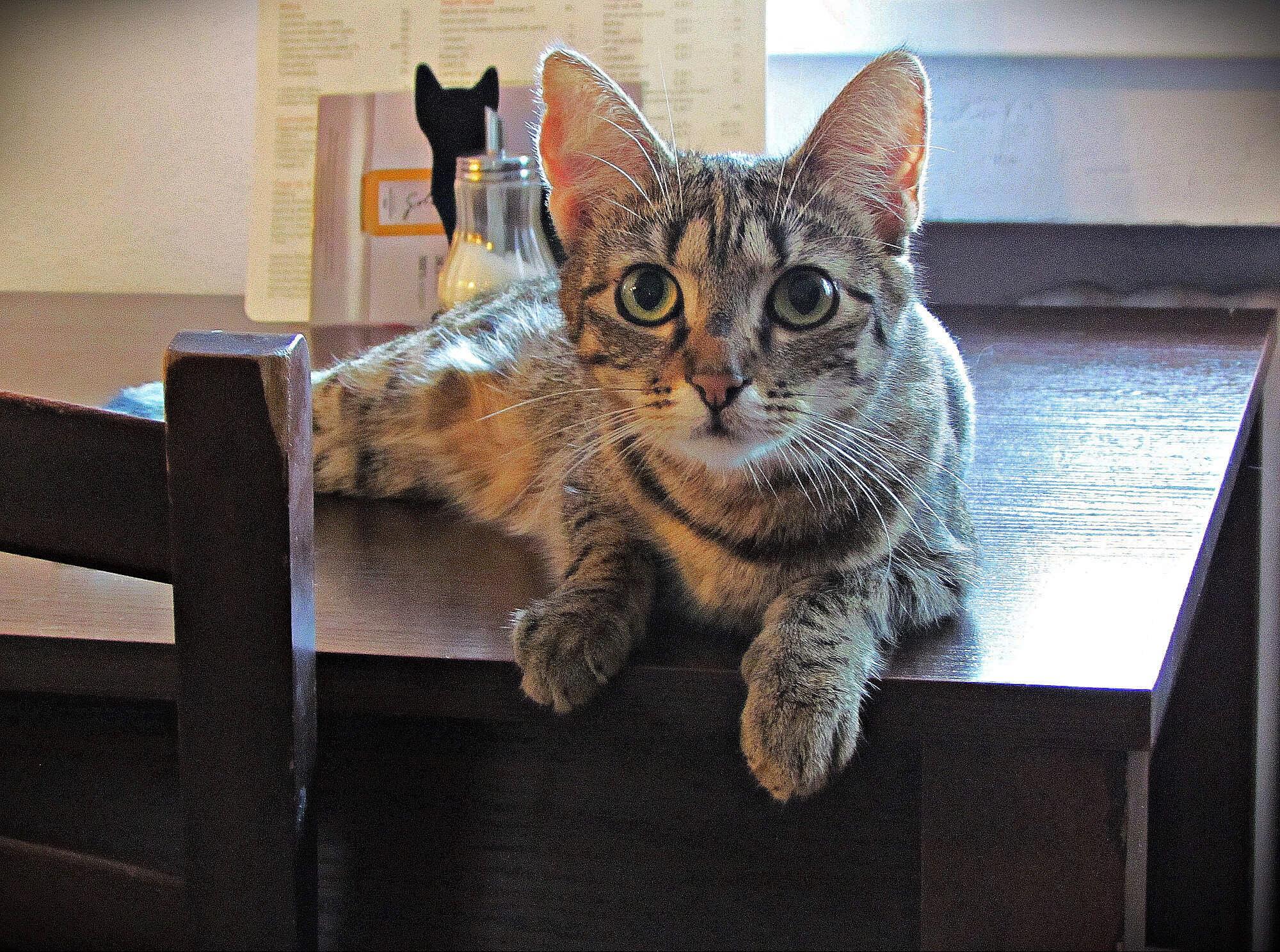 CoffeeCat - kočičí kavárna