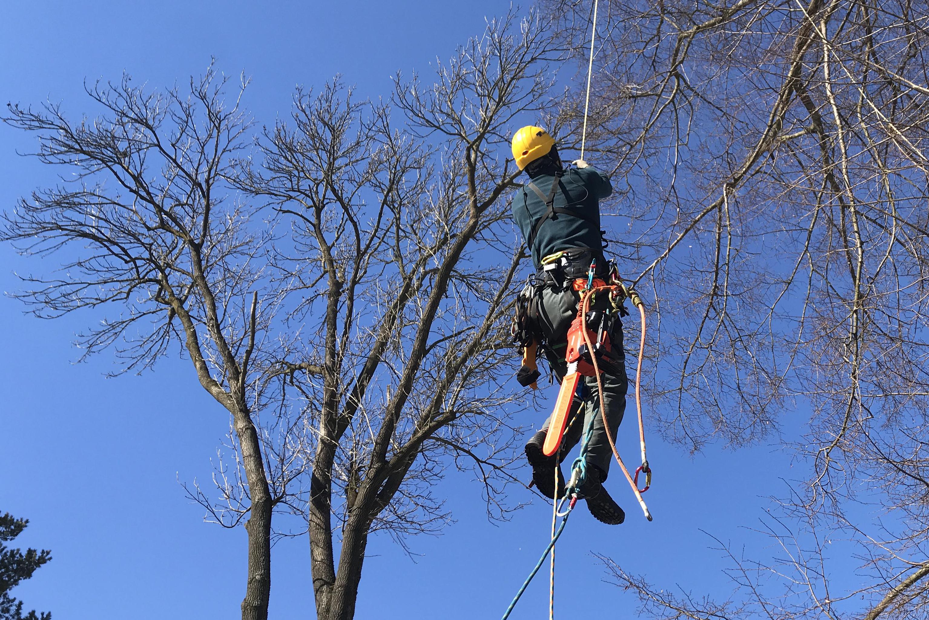Kácení Ořez stromů MajTree.cz